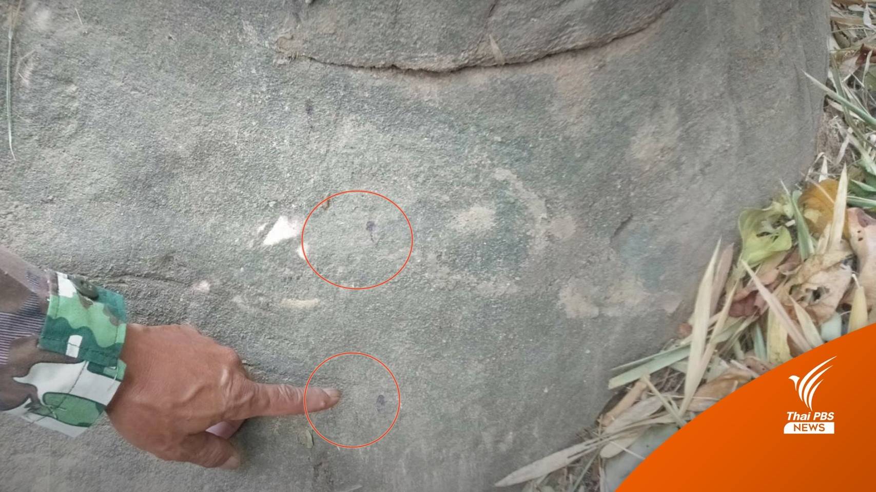 เจอตัว " 2 ช้างเขาใหญ่" สู้กันเจ็บพบรอยเลือดห่วงแผลติดเชื้อ