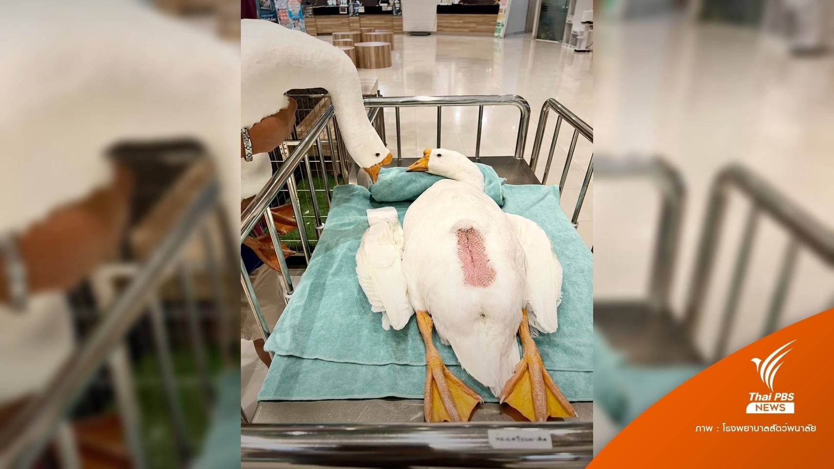 เอ็นดู! "พ่อห่าน" ให้กำลังใจลูกน้อยรอผ่าตัดเอาลวดออกช่องท้อง