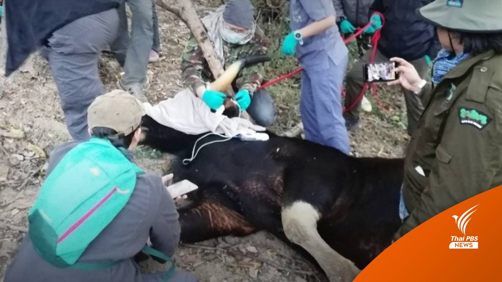 ติดปลอกคอ "กระทิงเขาแผงม้า" เฝ้าระวังโรคลัมปี สกิน