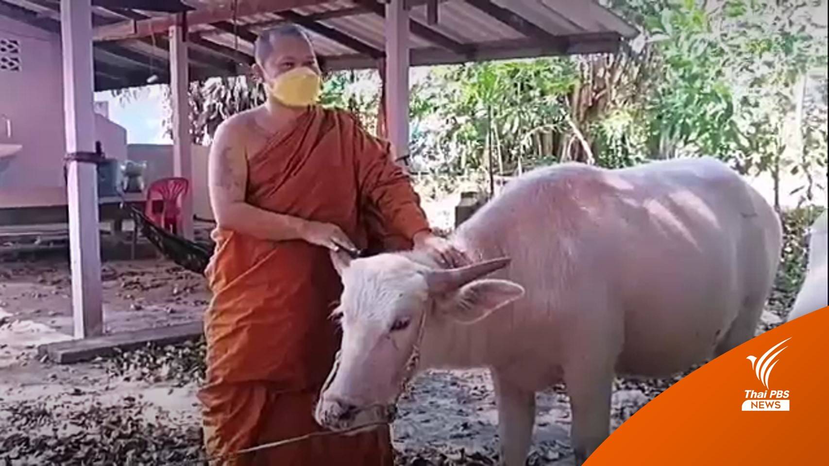 เจ้าอาวาสประกาศขาย "ควายเผือก" ใช้หนี้สร้างพระอุโบสถ 2 ล้าน