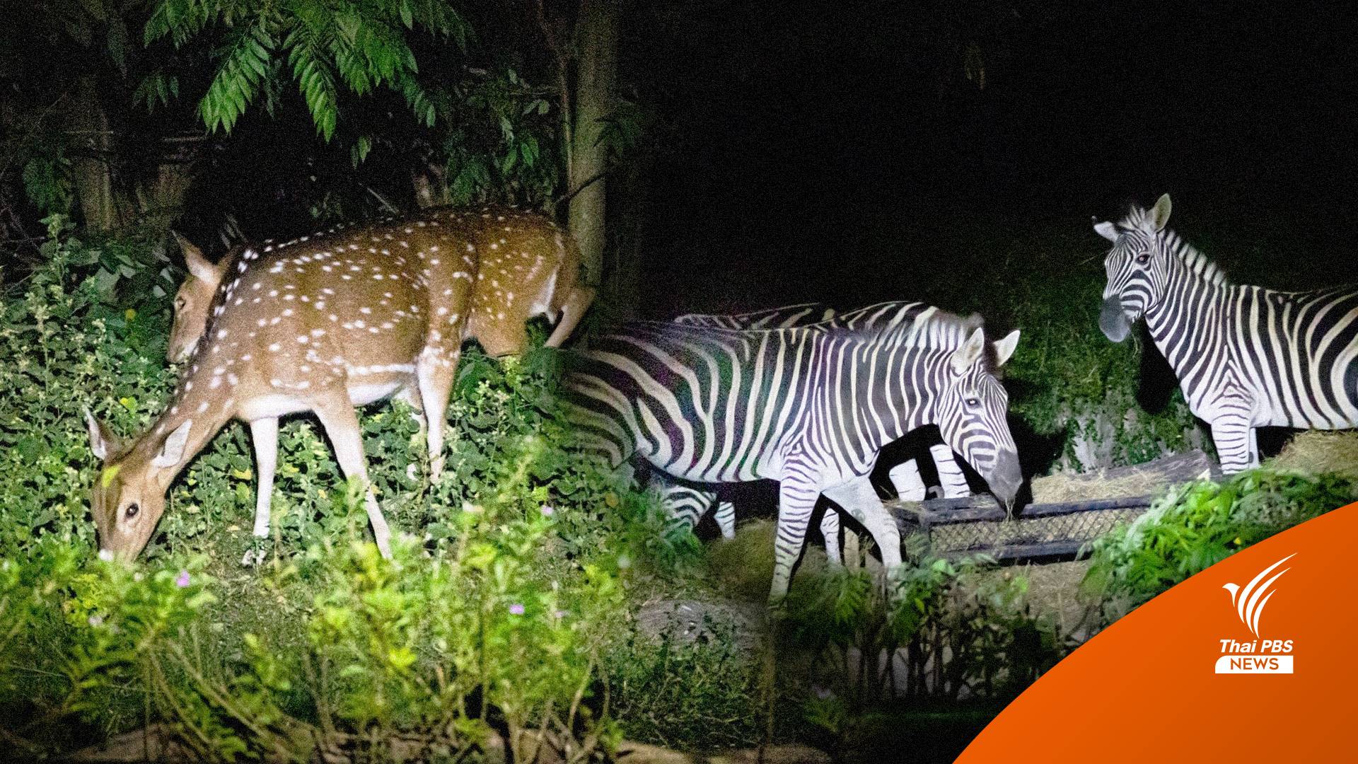 ชวนนอนเต็นท์ ชมสัตว์กลางคืน ที่ "สวนสัตว์เปิดเขาเขียว"