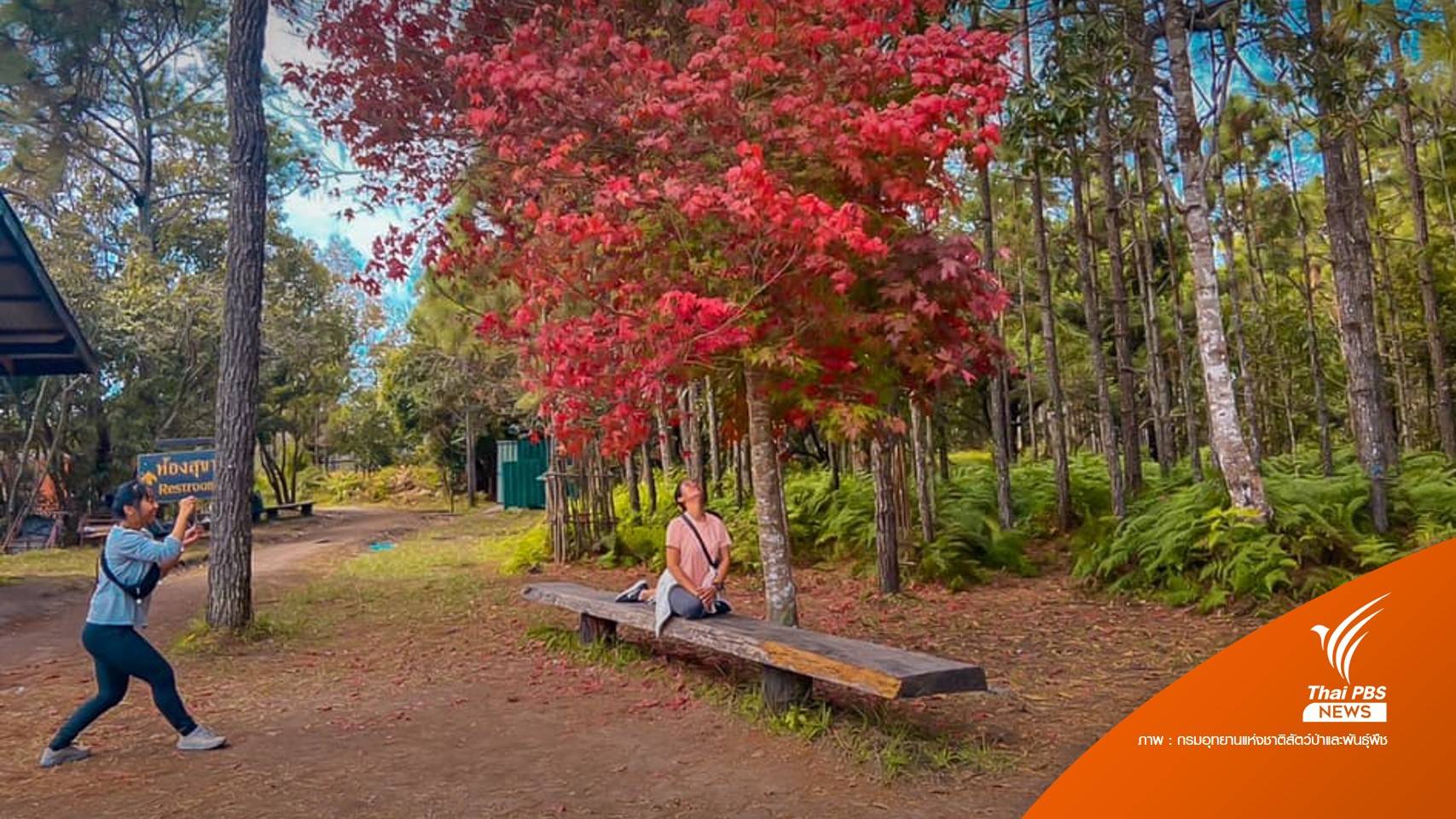 เตือนอย่าเก็บ "ใบเมเปิลภูกระดึง" ขอเก็บแค่ความทรงจำ