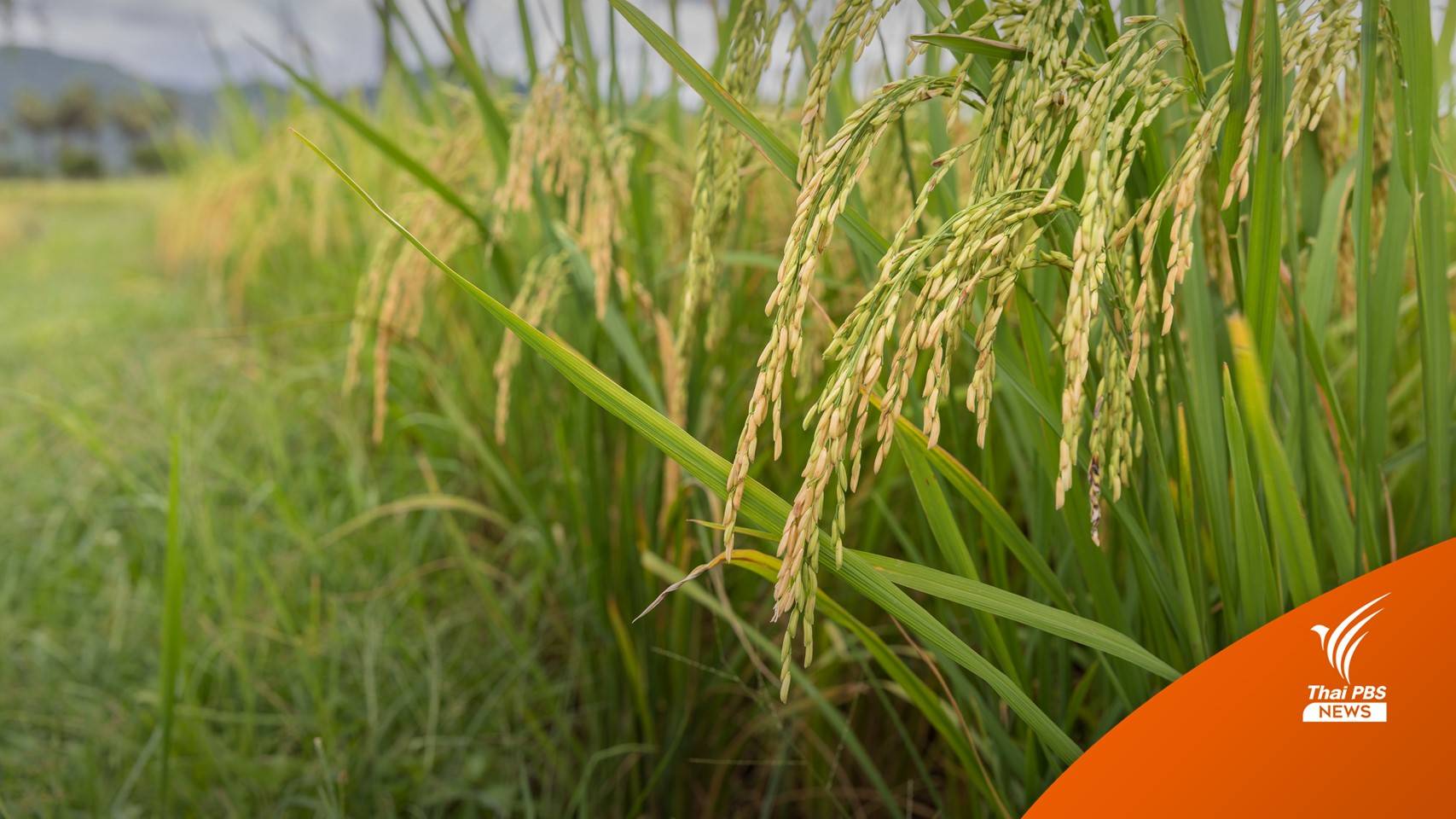 "ข้าวหอมมะลิ" ไทยคว้าแชมป์โลก 2 ปีซ้อน
