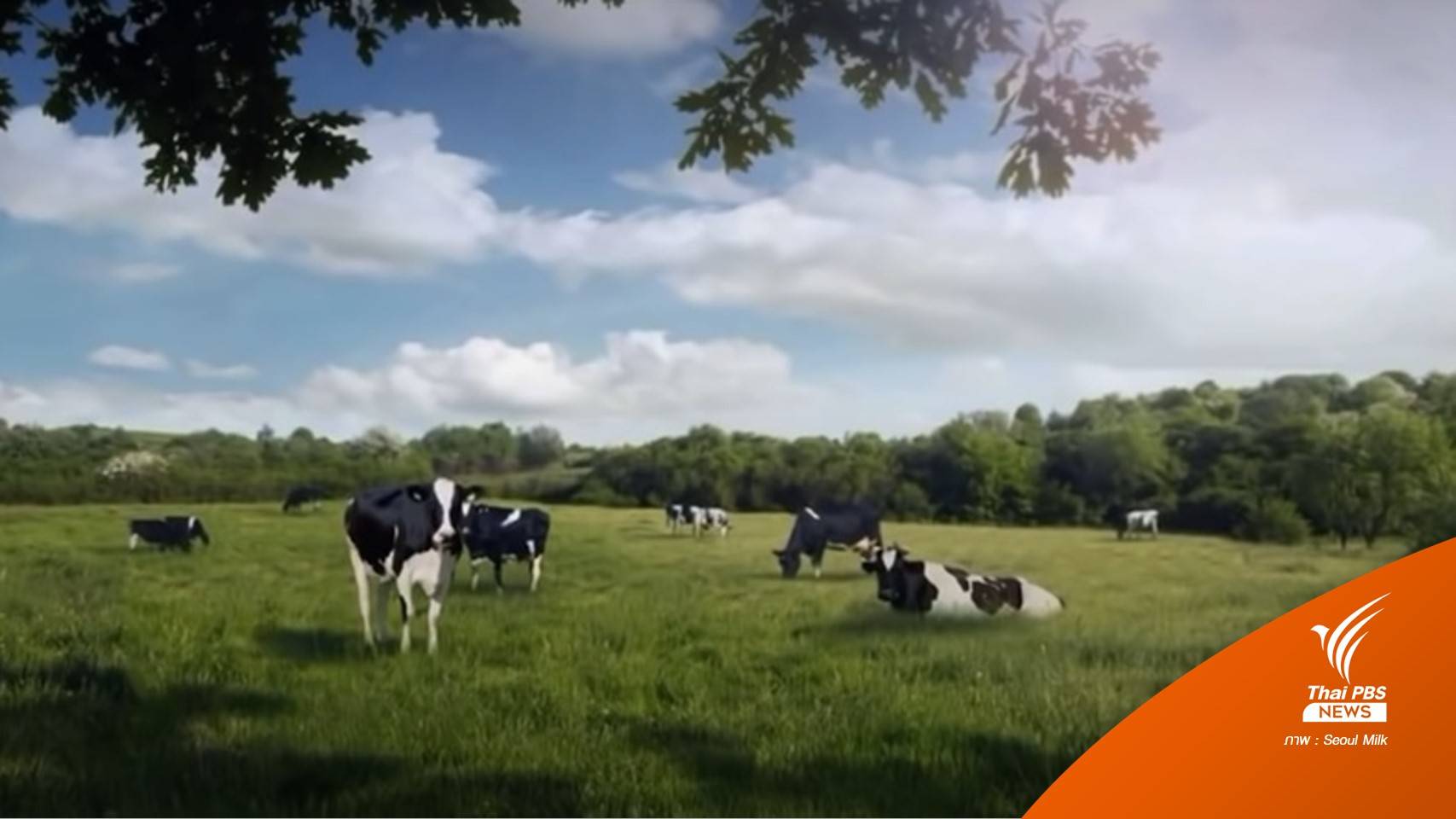 Seoul Milk นมเกาหลีใต้ ขอโทษปมดรามาโฆษณาหญิงกลายเป็นวัว