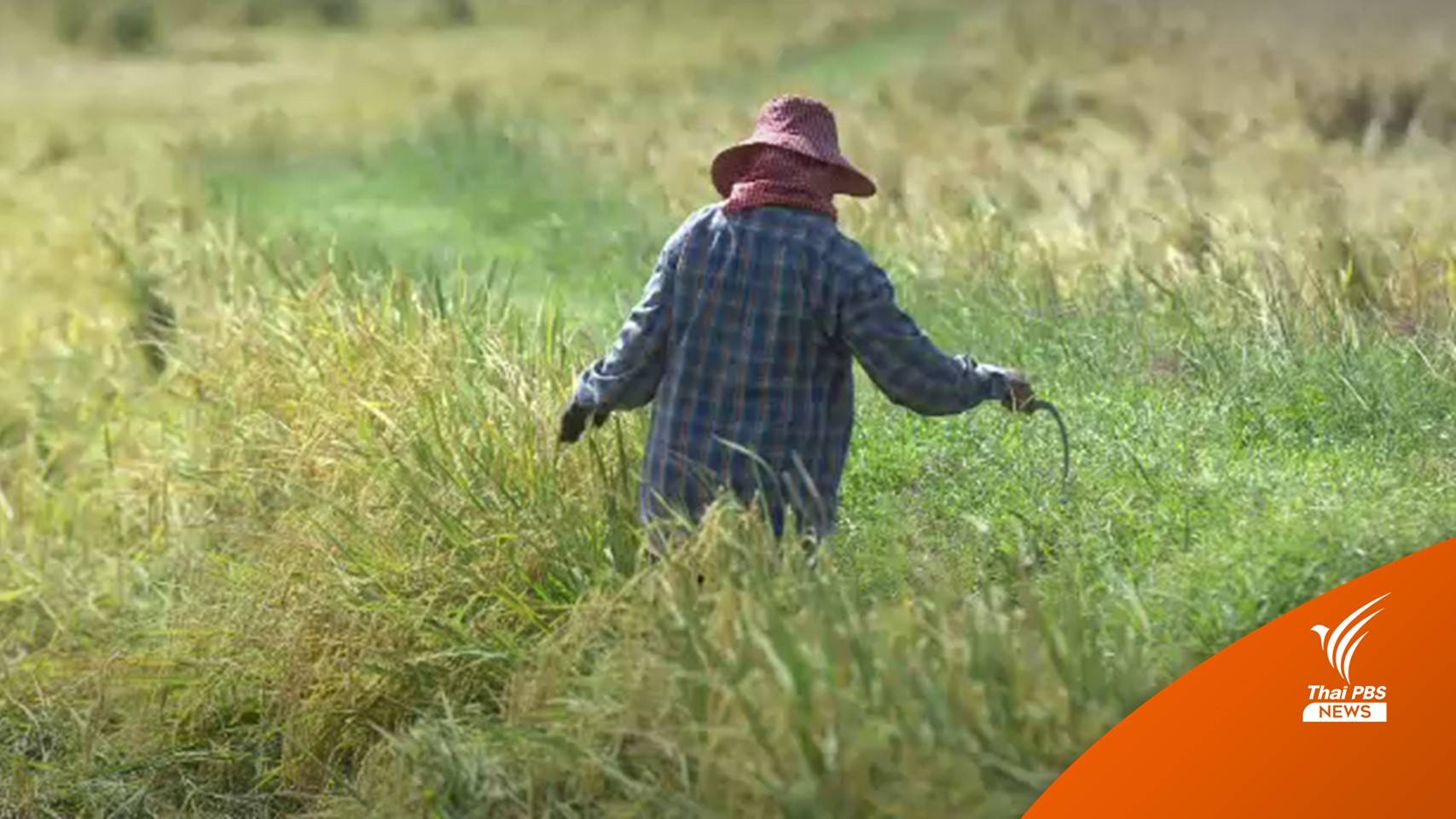 เริ่มโอนเงิน ช่วยชาวนาไร่ละ 1,000 บาท