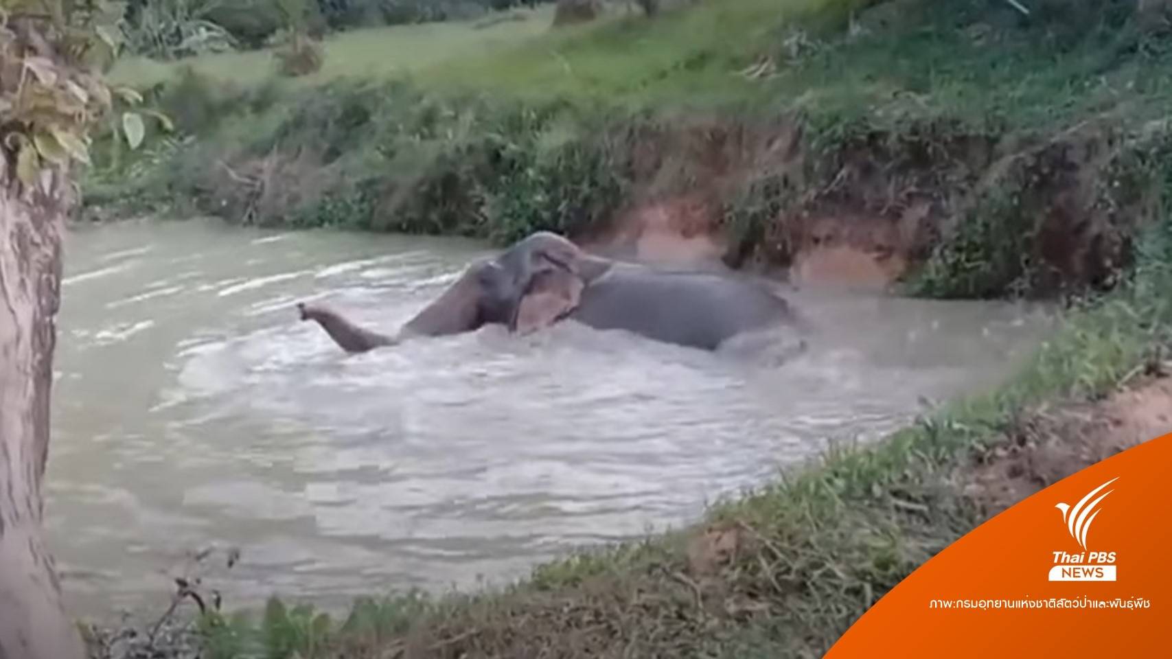แอบดู "ปีใหม่" ช้างป่าอินดี้ดำผุดดำว่ายในลำห้วยส่วนตัวกลางป่า