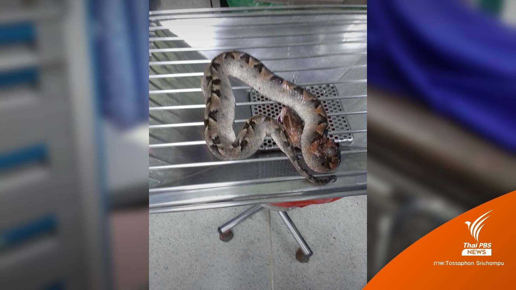 เฉลย! "งูกะปะกัด" ส่งผลระบบเลือด-เนื้อตายเสี่ยงเสียเลือดมาก