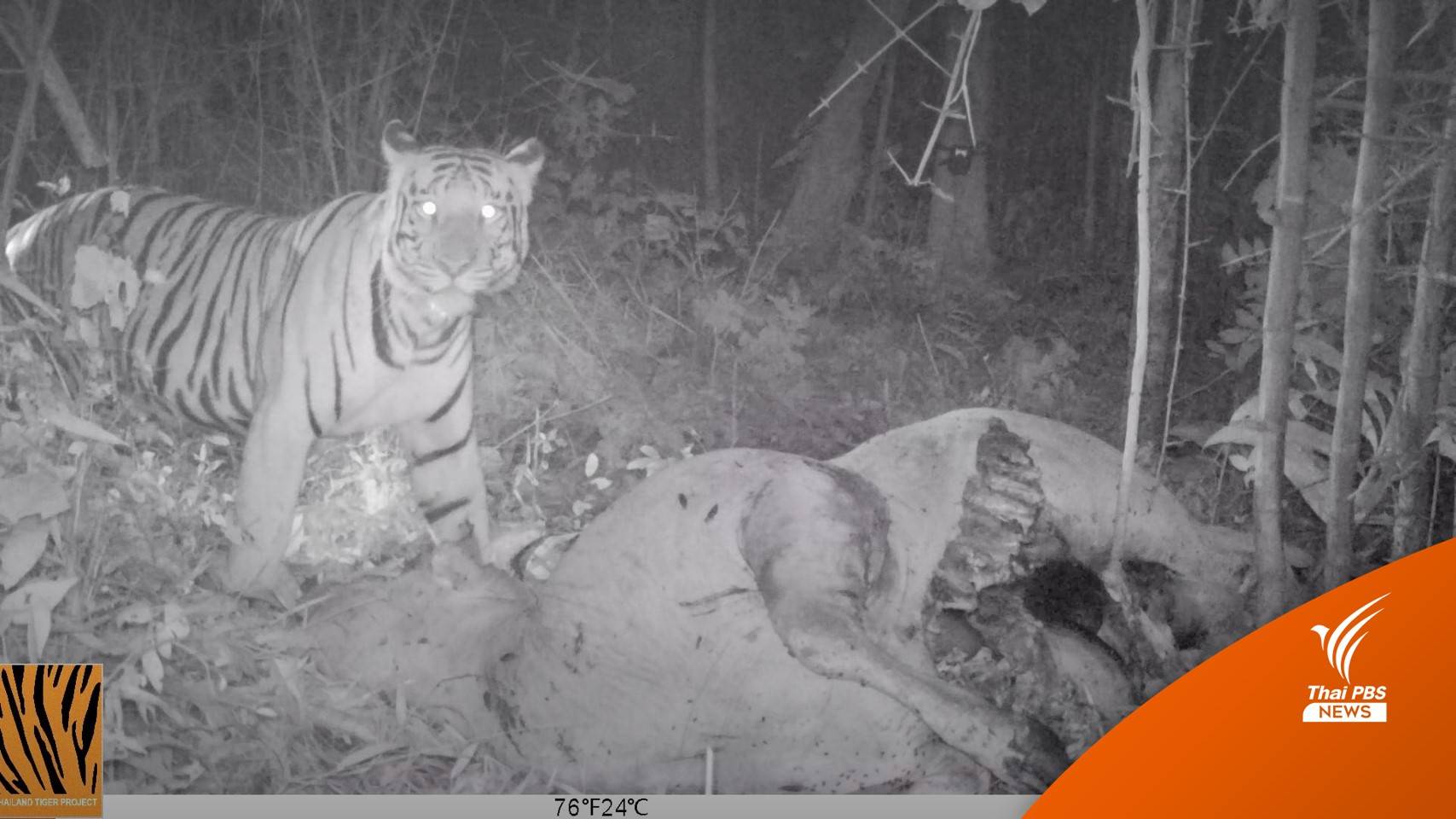 7 วัน "เสือวิจิตร" เดินทางไกล 83 กม.แวะวัด-สำนักสงฆ์ 6 แห่ง