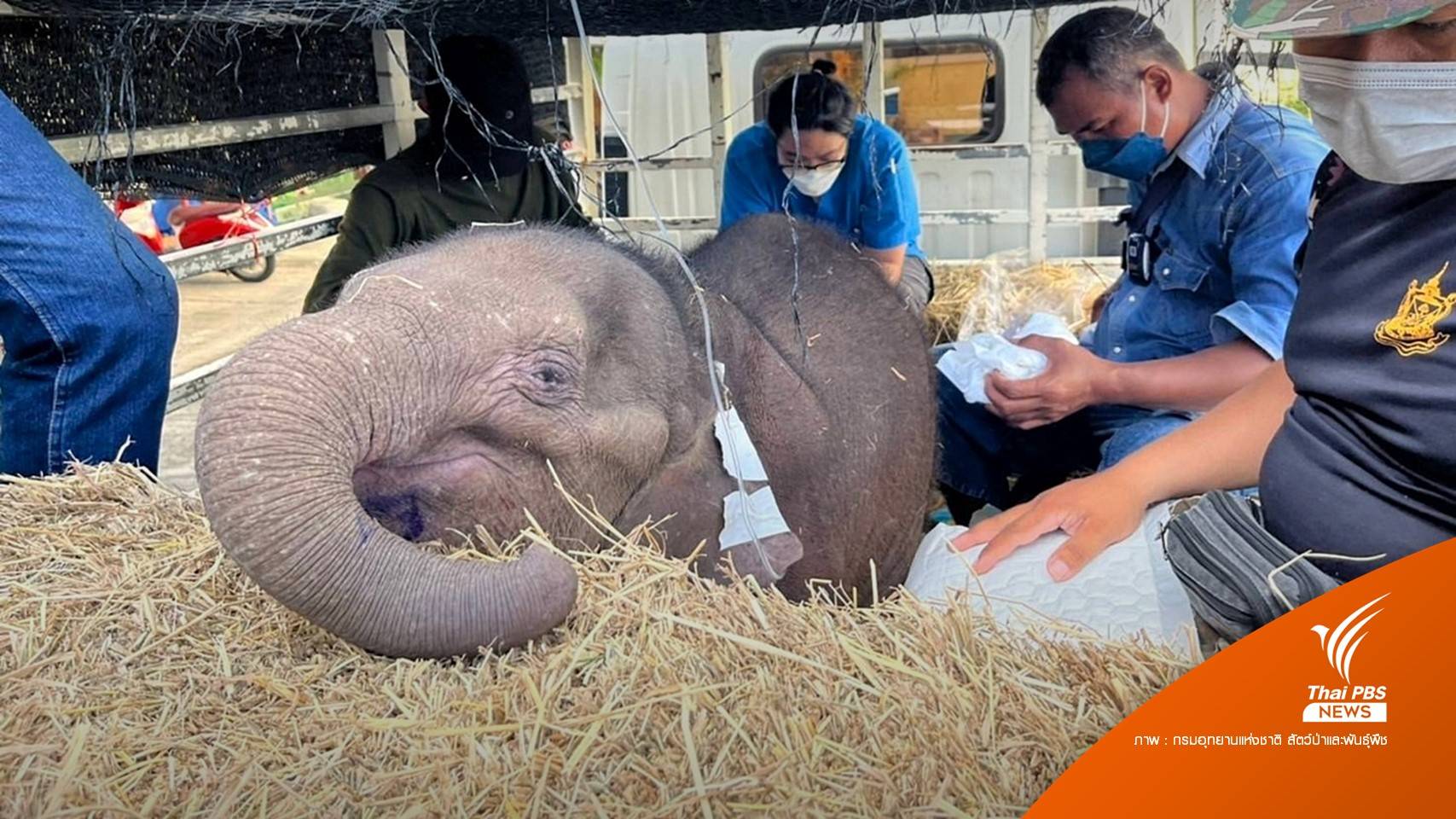 ลูกช้าง "ฟ้าใส" ฟื้นตัวดี ผ่าตัดเอากระสุนออกจากขา