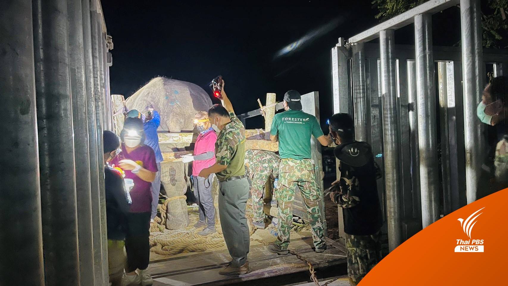 เคลื่อนย้ายช้างป่า "สีดอแก้ว" เข้าสถานกักกันเขาตะกรุบ