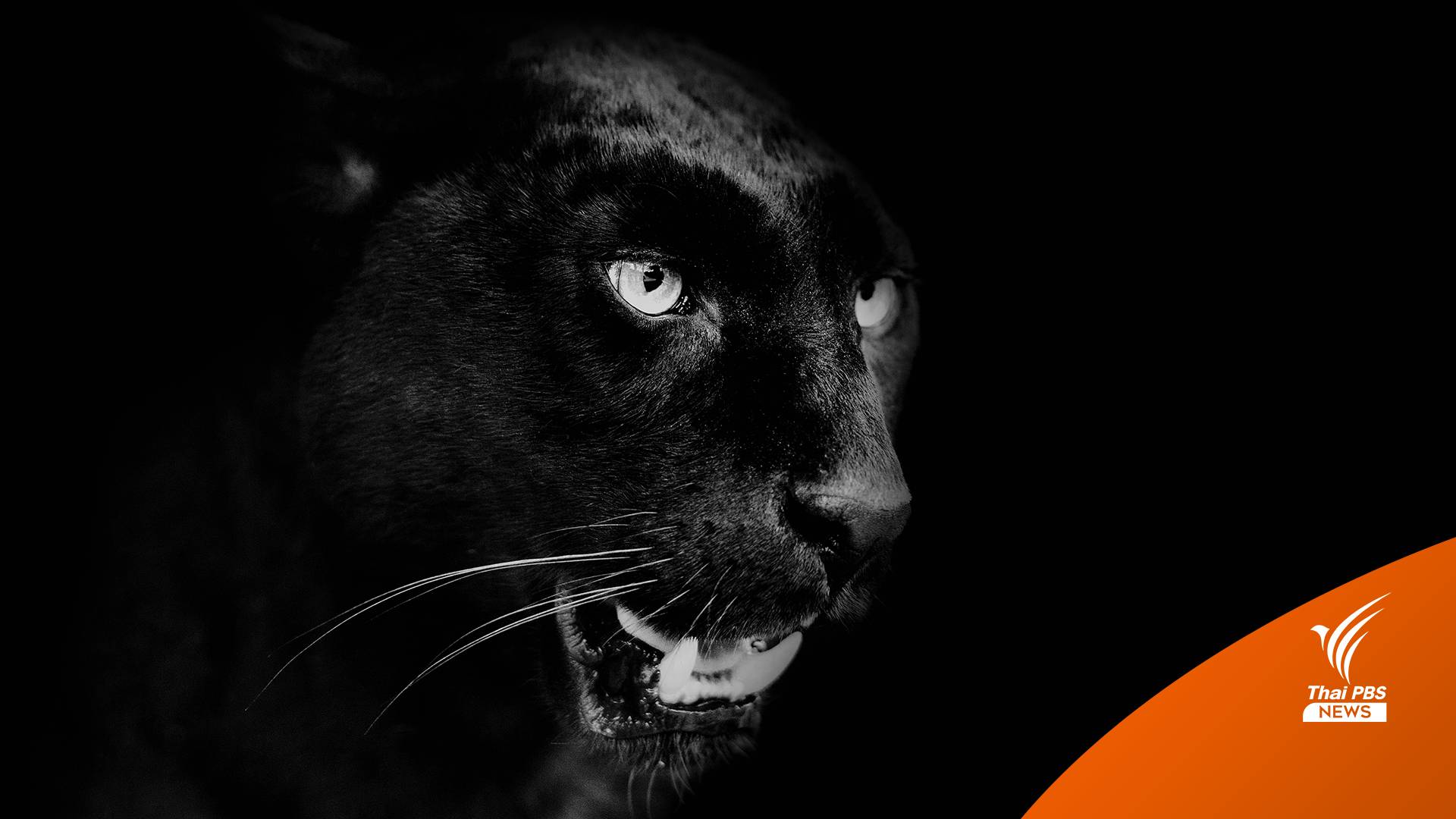 เสือดำไม่ตายฟรี! หลังคำพิพากษาคดี "เปรมชัยและพวก"