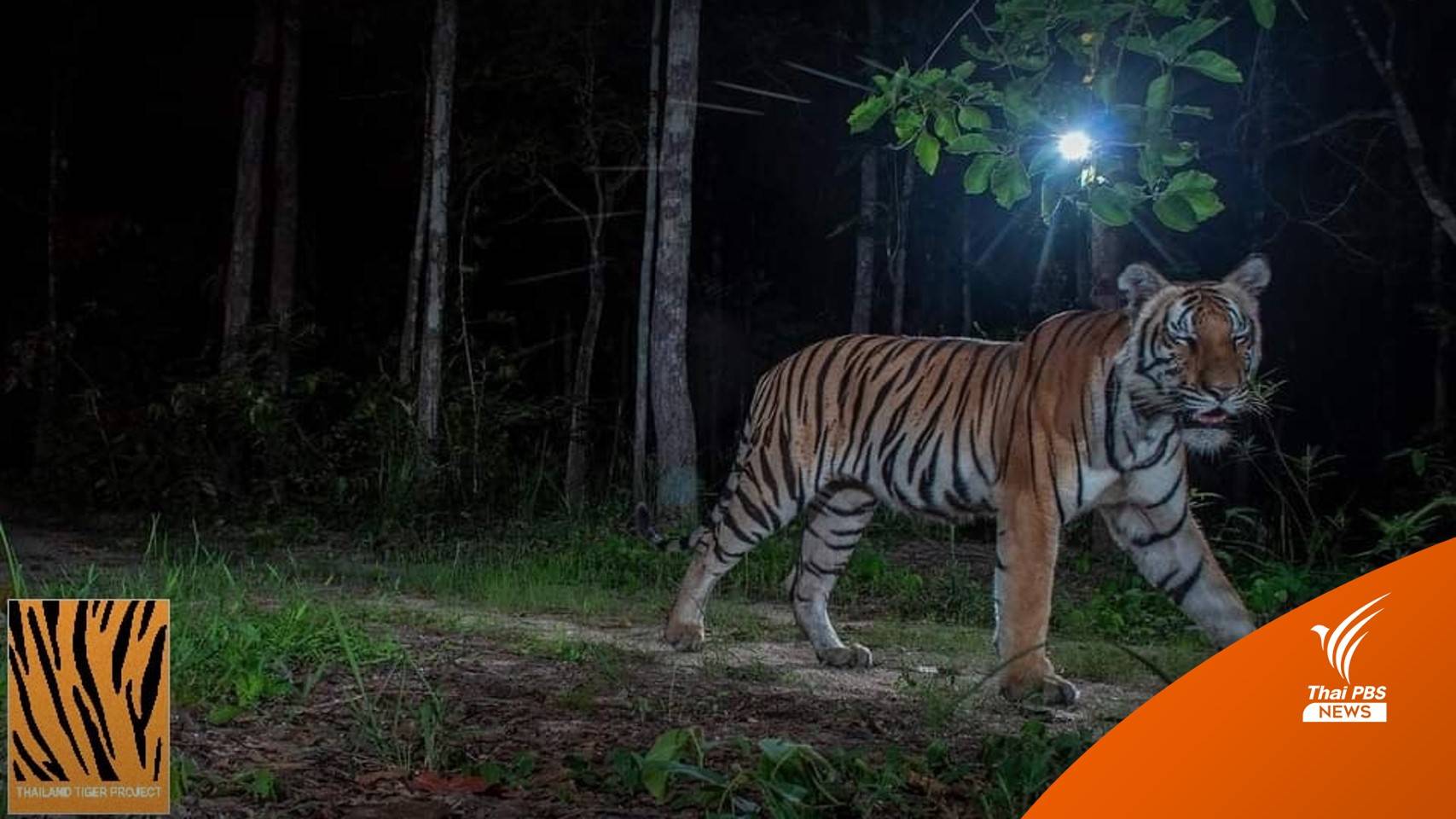 เปิดแฟ้มประวัติ "เสือวิจิตร" เสือหนุ่มแห่งป่าห้วยขาแข้ง