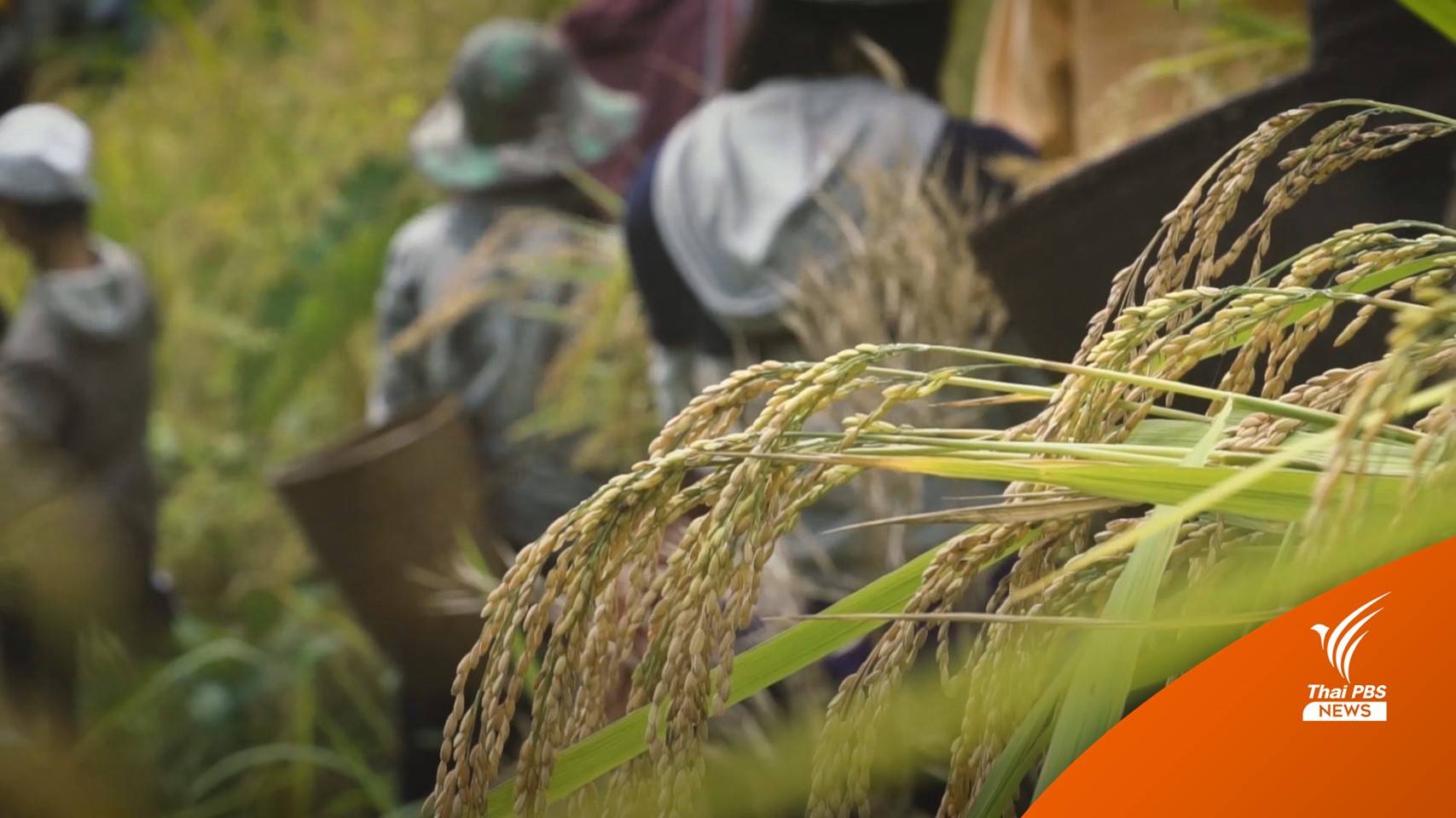 เช็กราคาสินค้าเกษตร ธ.ก.ส.คาดการณ์ ธ.ค.64