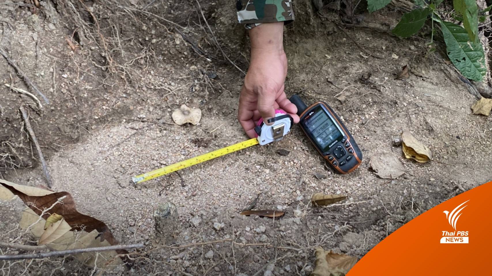 ภารกิจต้อน "เสือวิจิตร" กลับป่า นักวิจัยแนะชาวบ้านใช้ชีวิตปกติ