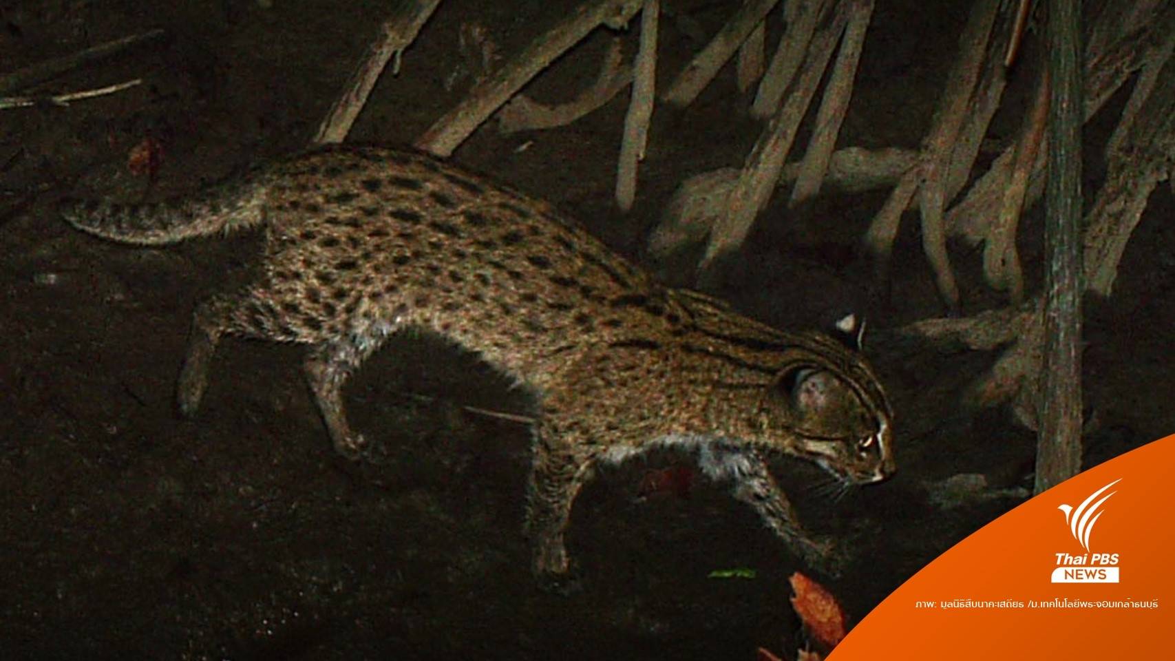 "เสือปลา" เสี่ยงหายจากพื้นที่ชุ่มน้ำจะนะ ถ้ามีนิคมอุตสาหกรรม