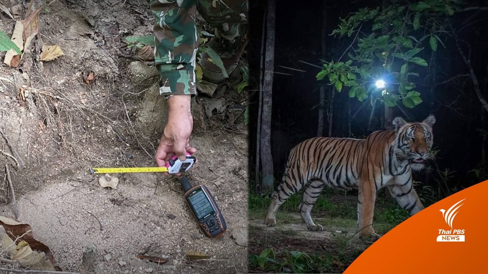 ยืนยัน "เสือวิจิตร" เดินกลับเข้าป่าแม่วงก์แล้ว หลังออกมาเที่ยว 7 วัน