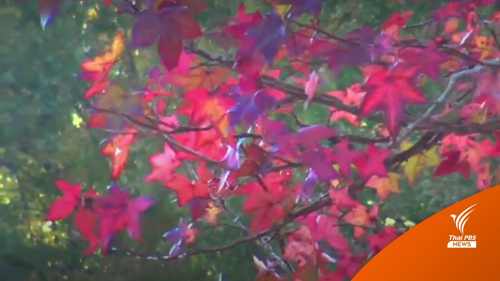 นักท่องเที่ยวสัมผัสความหนาวที่ดอยอ่างขาง - ชมใบไม้เปลี่ยนสี