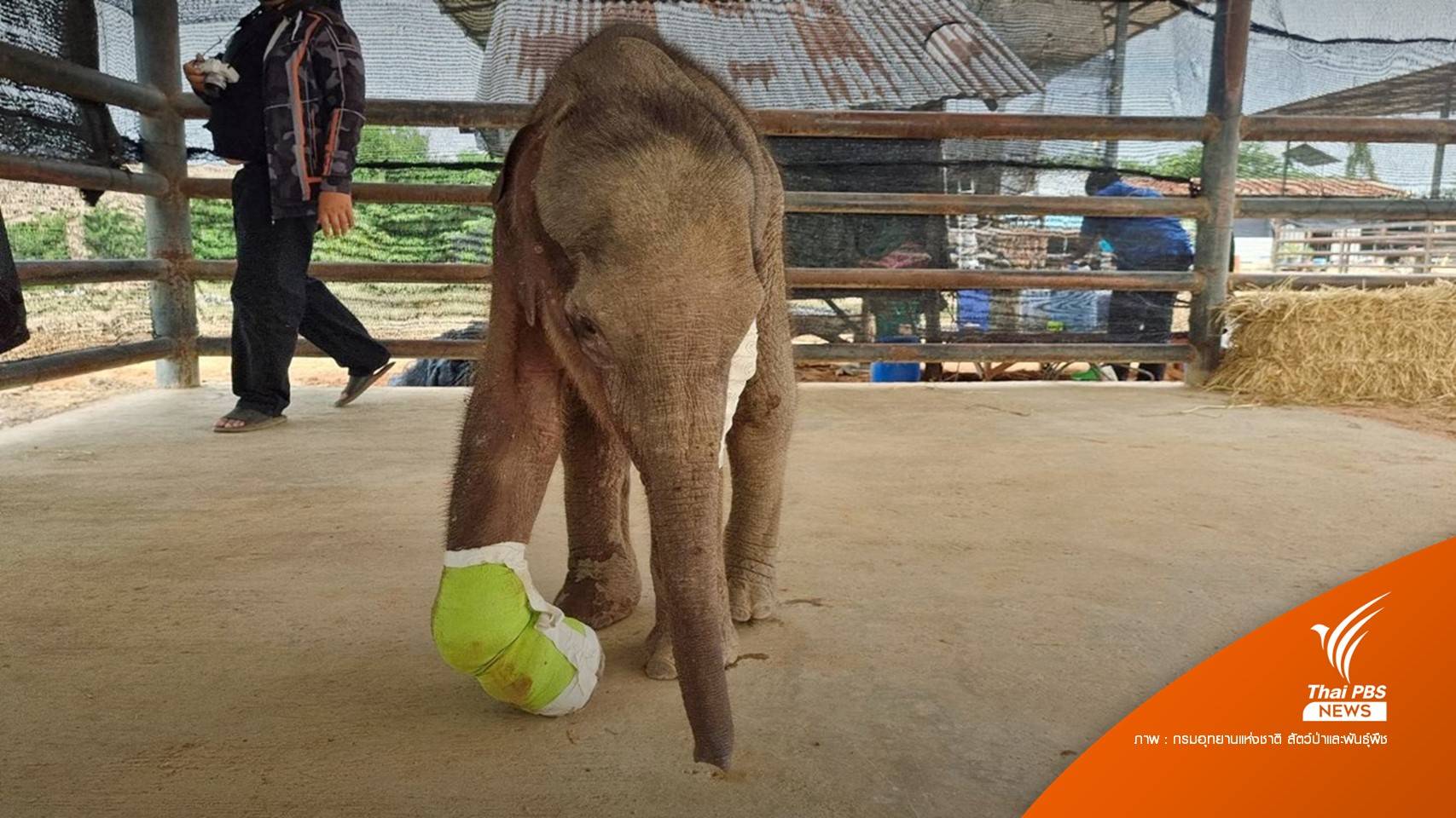 สัตวแพทย์เร่งรักษาลูกช้างป่า "ขวากรัก" นำกระสุนออกมาได้ 1 นัด