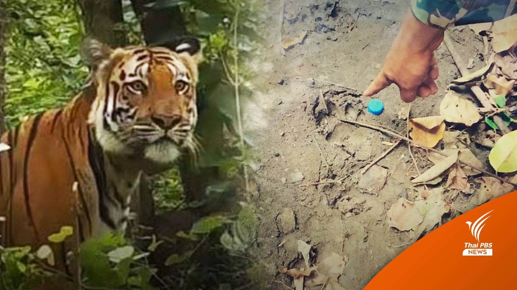 ชาวบ้านกังวล “เสือวิจิตร” ไม่กล้าออกกรีดยางสูญรายได้วันละ 2,000 บาท