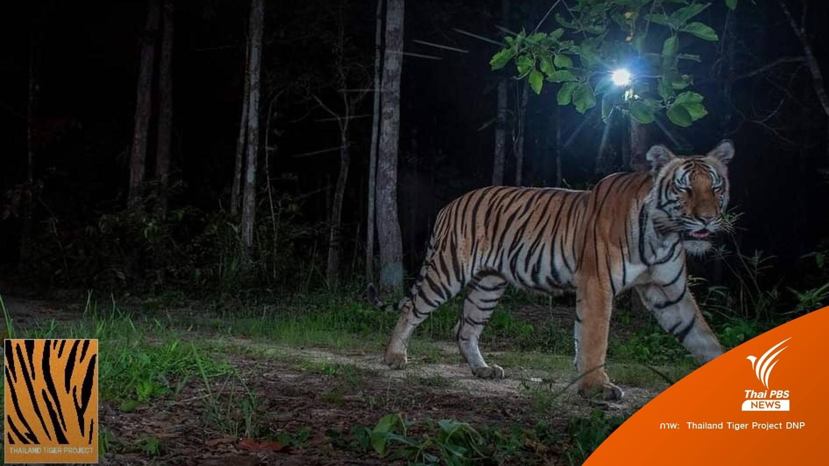 วอนอย่าสร้างภาพลบ "เสือวิจิตร" อุทยานฯ เร่งค้นหา หวั่นถูกฆ่า