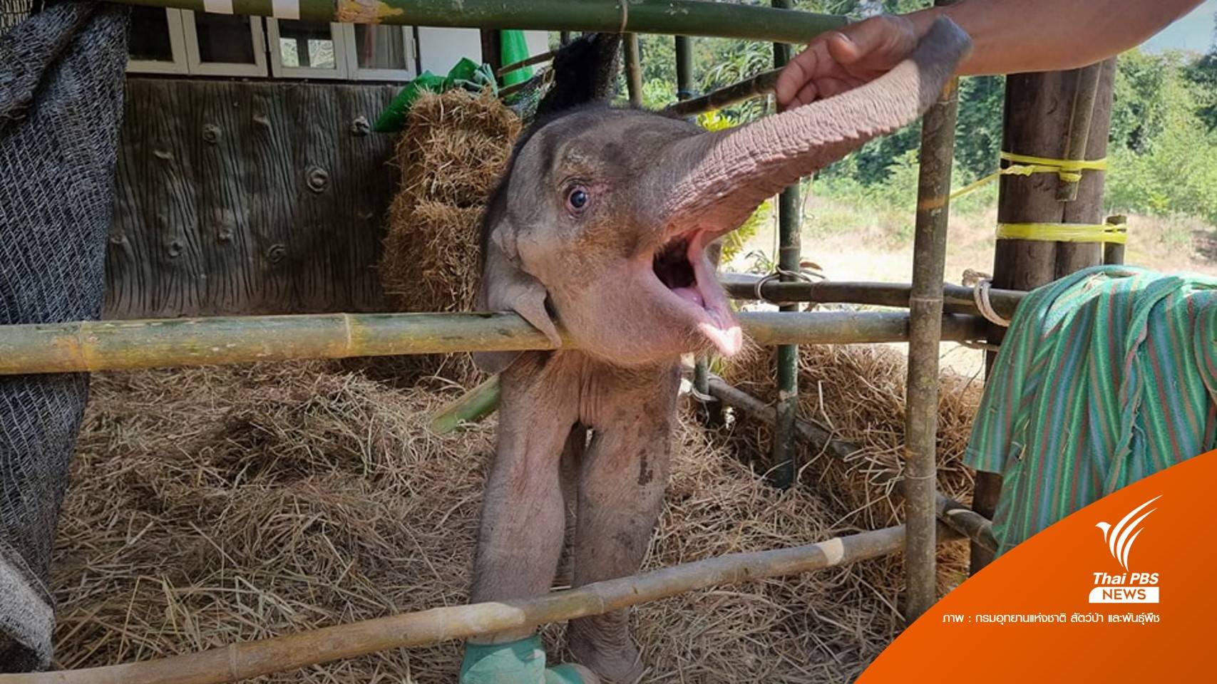 ย้ายลูกช้างป่าติดบ่วงแร้ว ส่งดูแลต่อสวนนงนุช