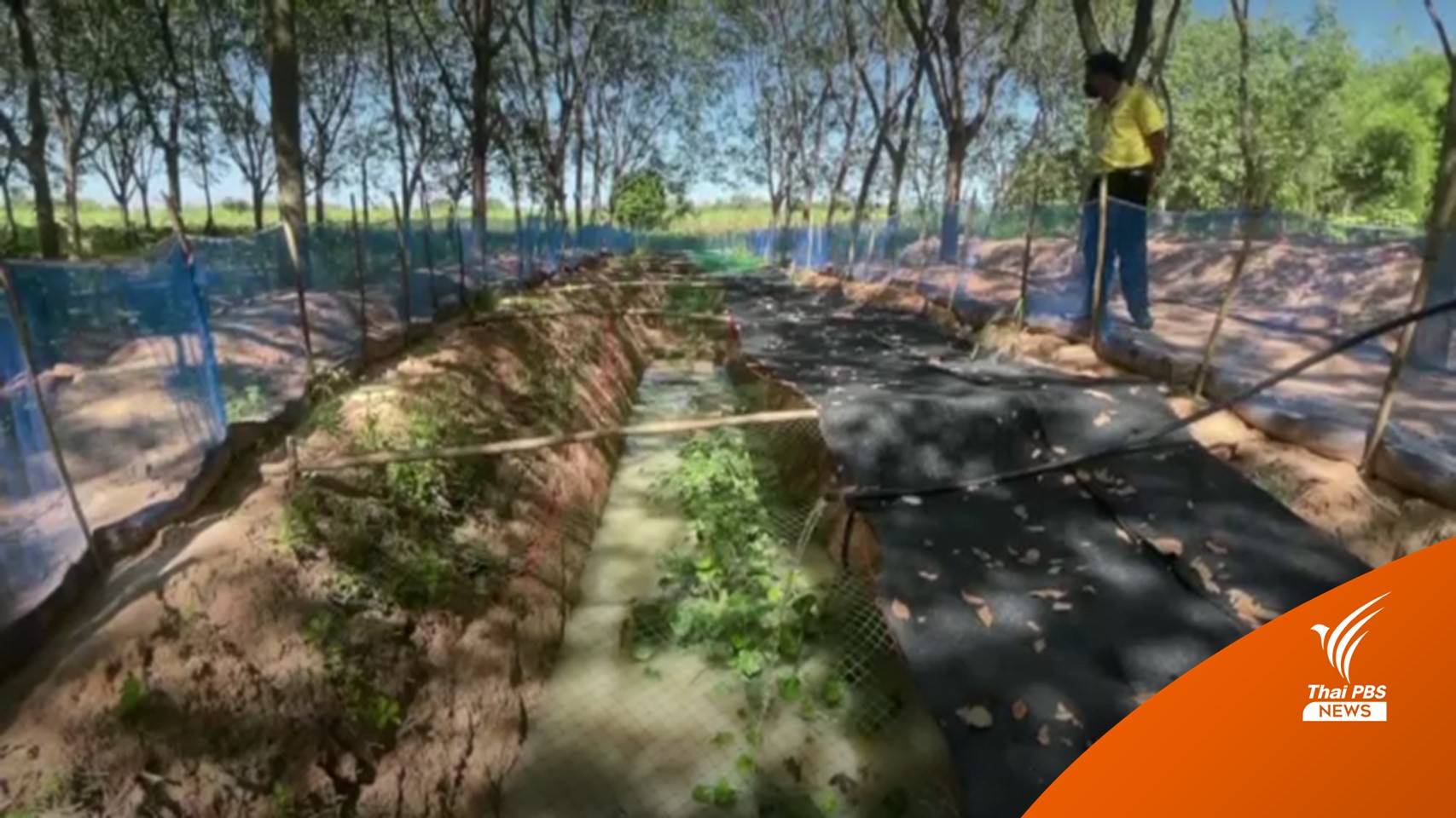 กาฬสินธุ์เลี้ยงกบในป่ายางพาราสร้างรายได้ทั้งปี