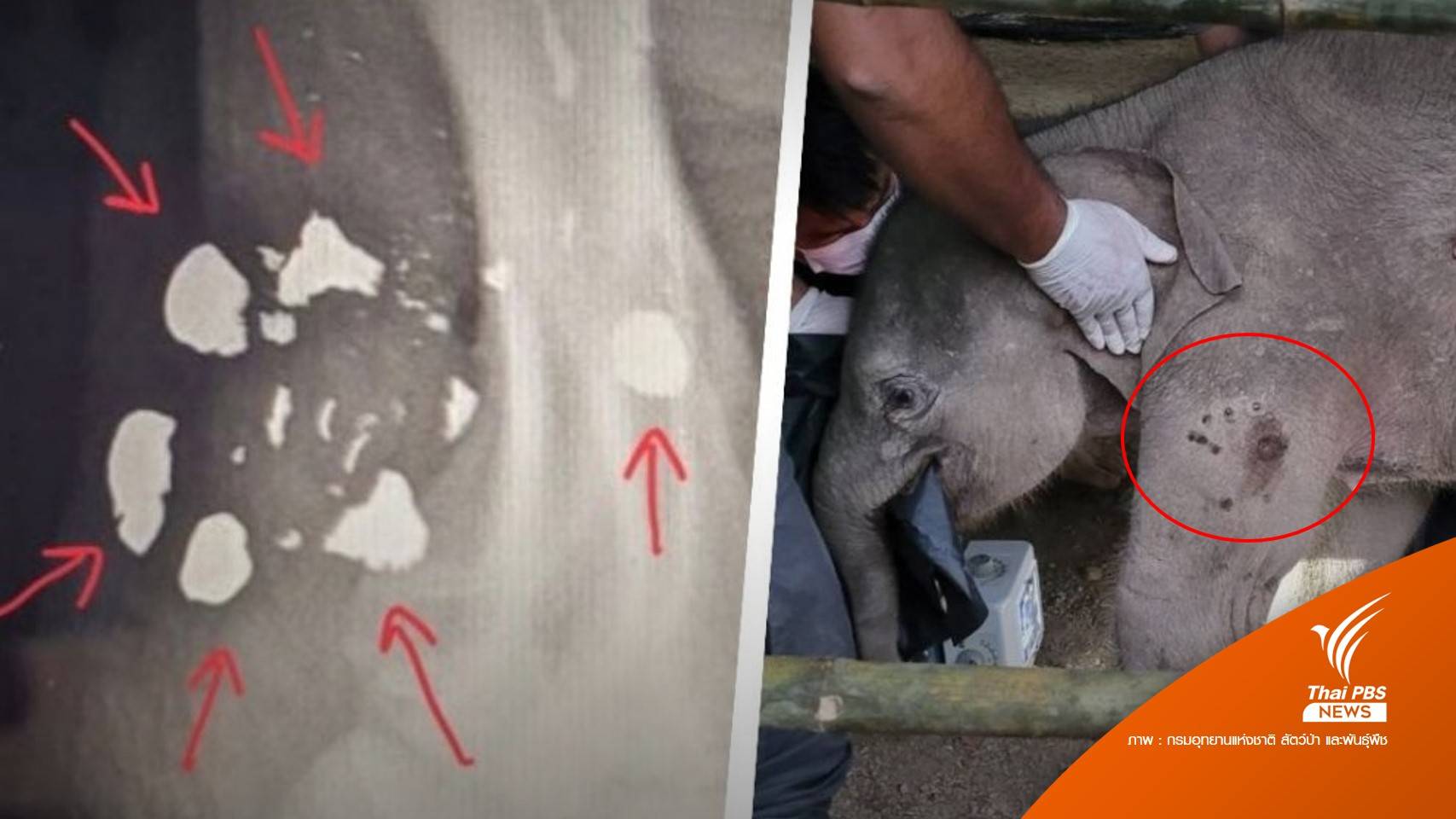 หมอพบ "กระสุน" ฝังขาลูกช้างป่าติดบ่วงแร้ว ยังผ่าออกไม่ได้