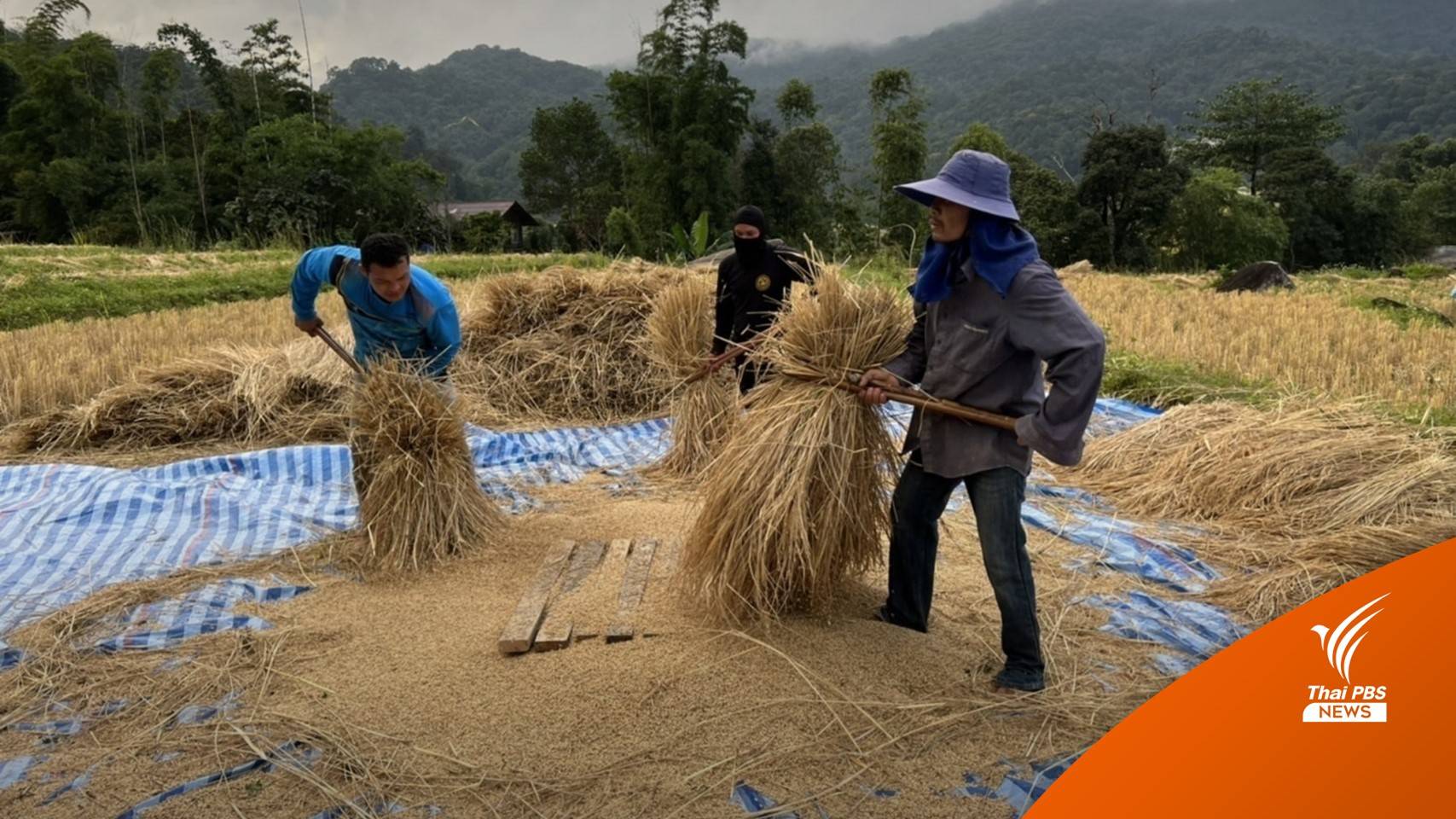 ธ.ก.ส.คาดกดปุ่มจ่ายเงินประกันข้าว 7-9 ธ.ค.นี้