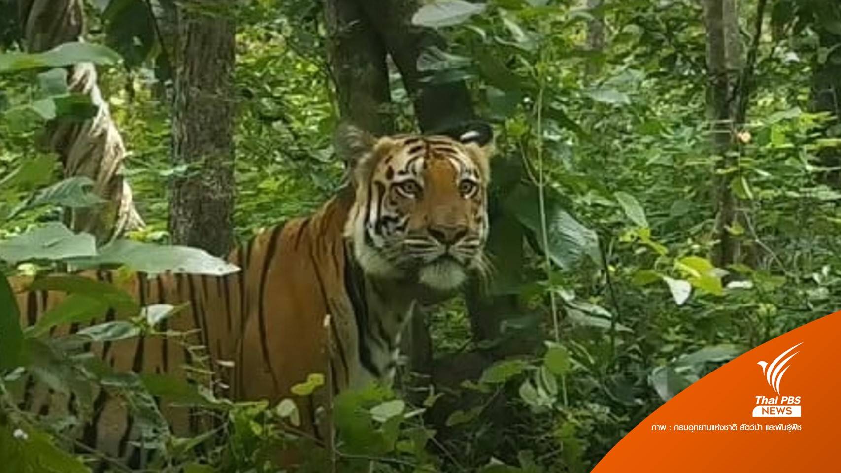 เสือโคร่ง "วิจิตร" ออกจากป่าห้วยขาแข้ง 3 วัน ล่าสุดยังหาตัวไม่เจอ