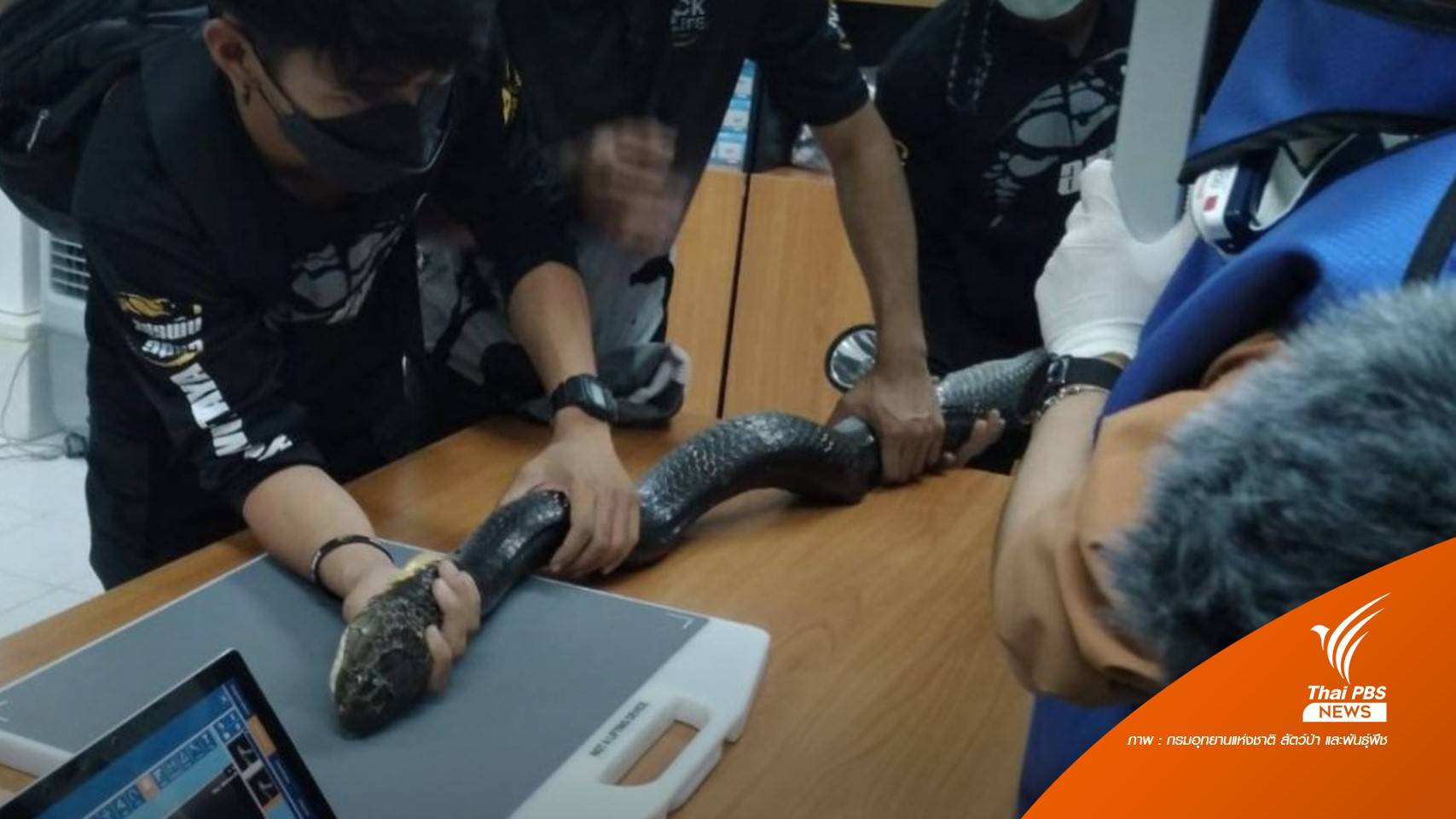 จับแล้ว! งูจงอางบางพระยาว 4 เมตร นำปล่อยป่าเขาเขียว- เขาชมภู่