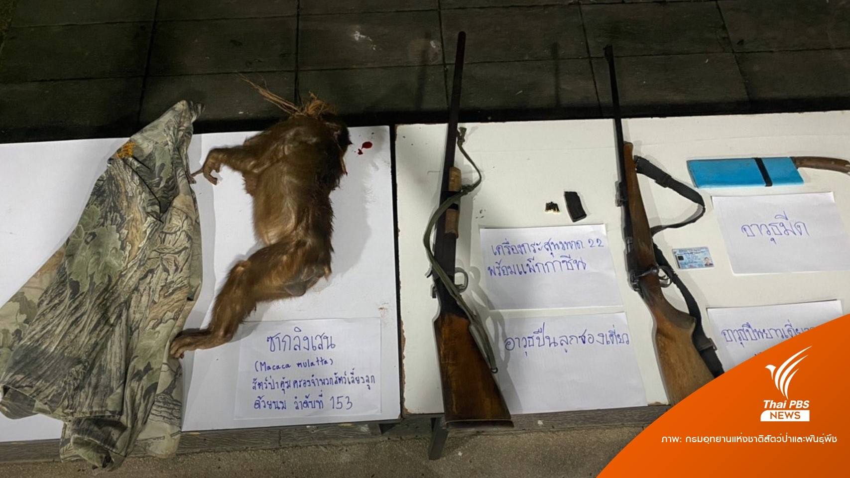 จับ 3 นายพรานเหิมลากปืนยิง "ลิงเสน" ลากซากออกจากป่า