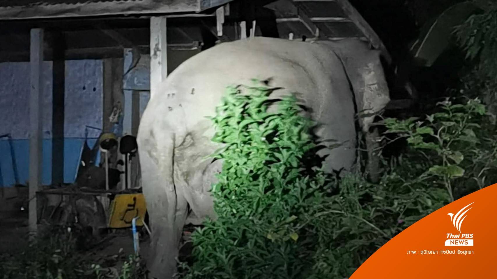 "ช้างสีดอแก้ว" ถูกยิงบั้นท้ายบาดเจ็บ