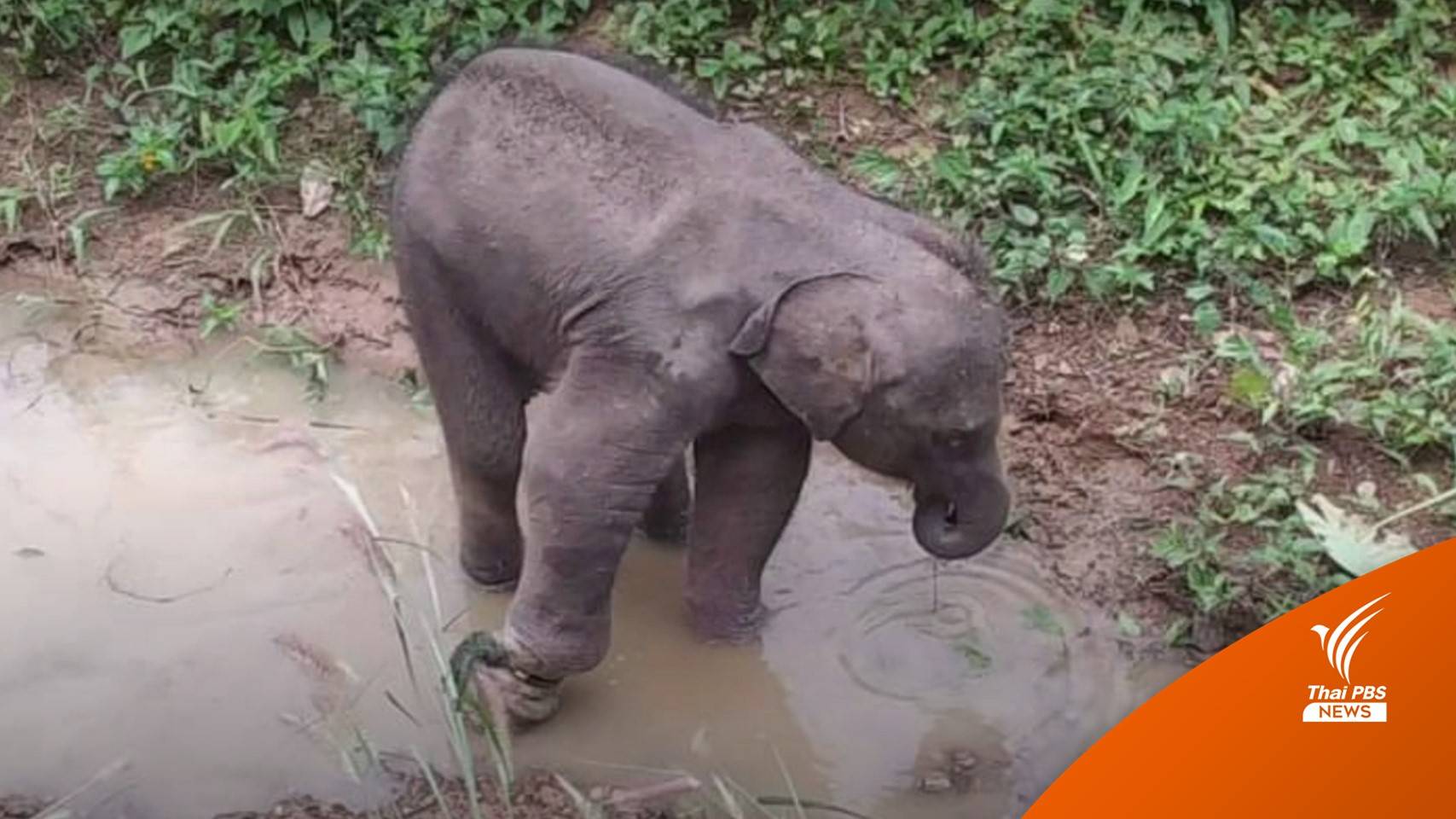 ลูกช้างป่า ติดบ่วงล่าสัตว์บาดเจ็บ อาการปลอดภัยแล้ว