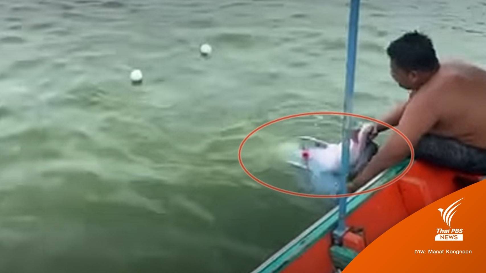 เปิดใจหนุ่มชาวเล ฮีโร่ช่วย "ลูกโลมา" อ่าวขนอม