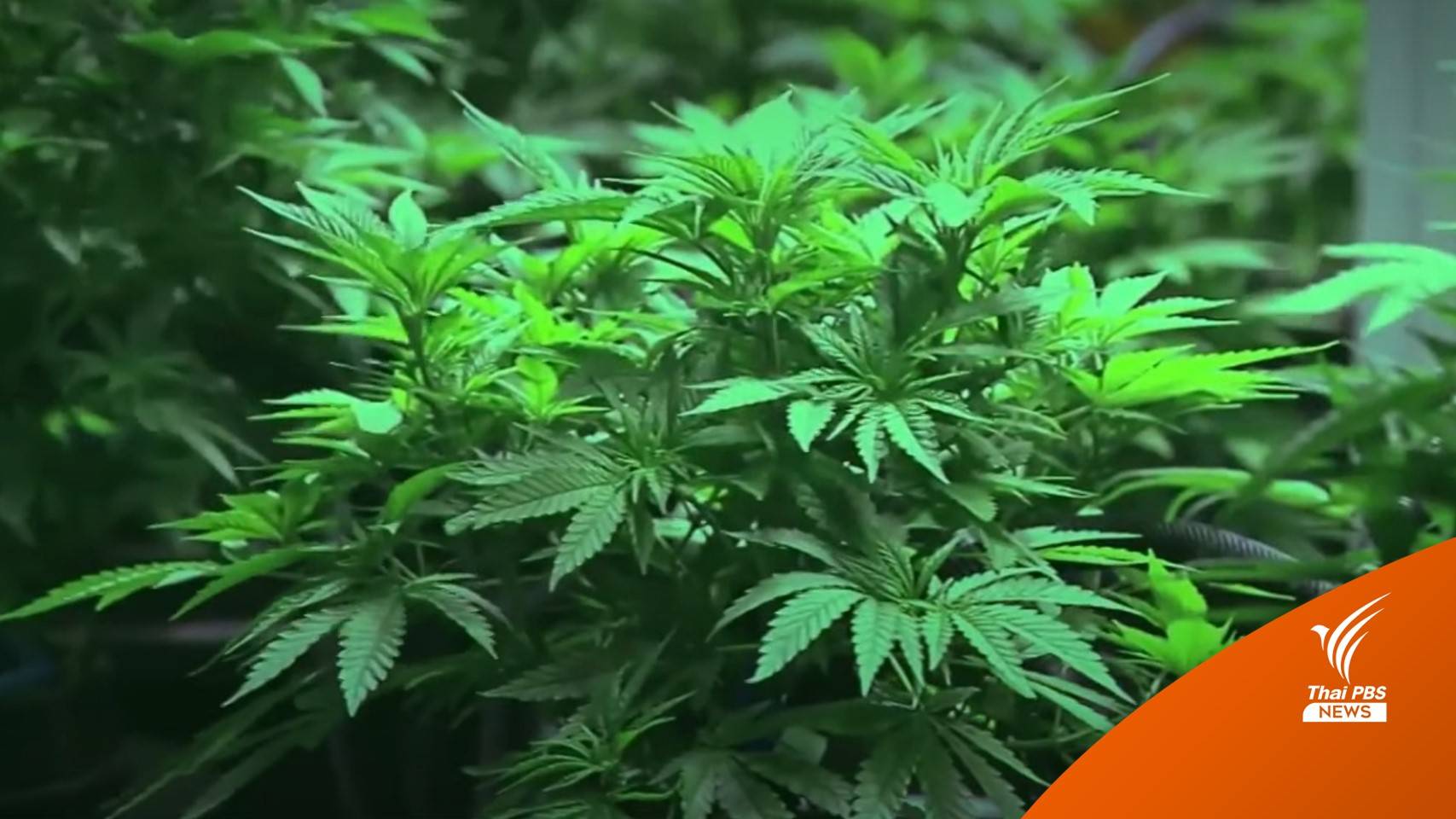 มติ คกก.ควบคุมยาเสพติด ปลดล็อก "กัญชา" พ้นยาเสพติด