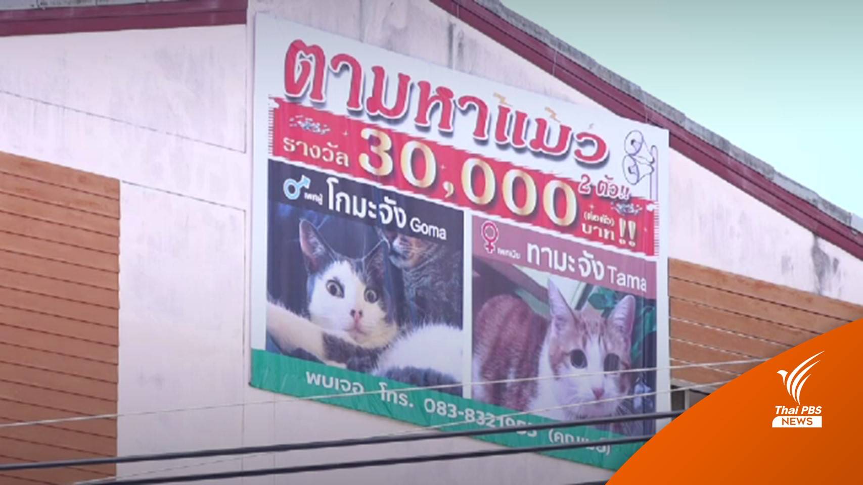 เจ้าของทุ่มเงิน 3 แสน ขึ้นป้ายประกาศตามหาแมวสุดรัก