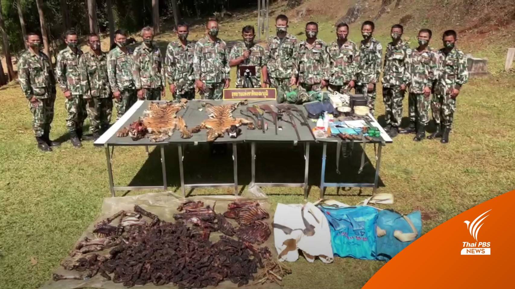 ระดมเจ้าหน้าที่ล่าพรานฆ่า "เสือโคร่ง" ป่าทองผาภูมิ