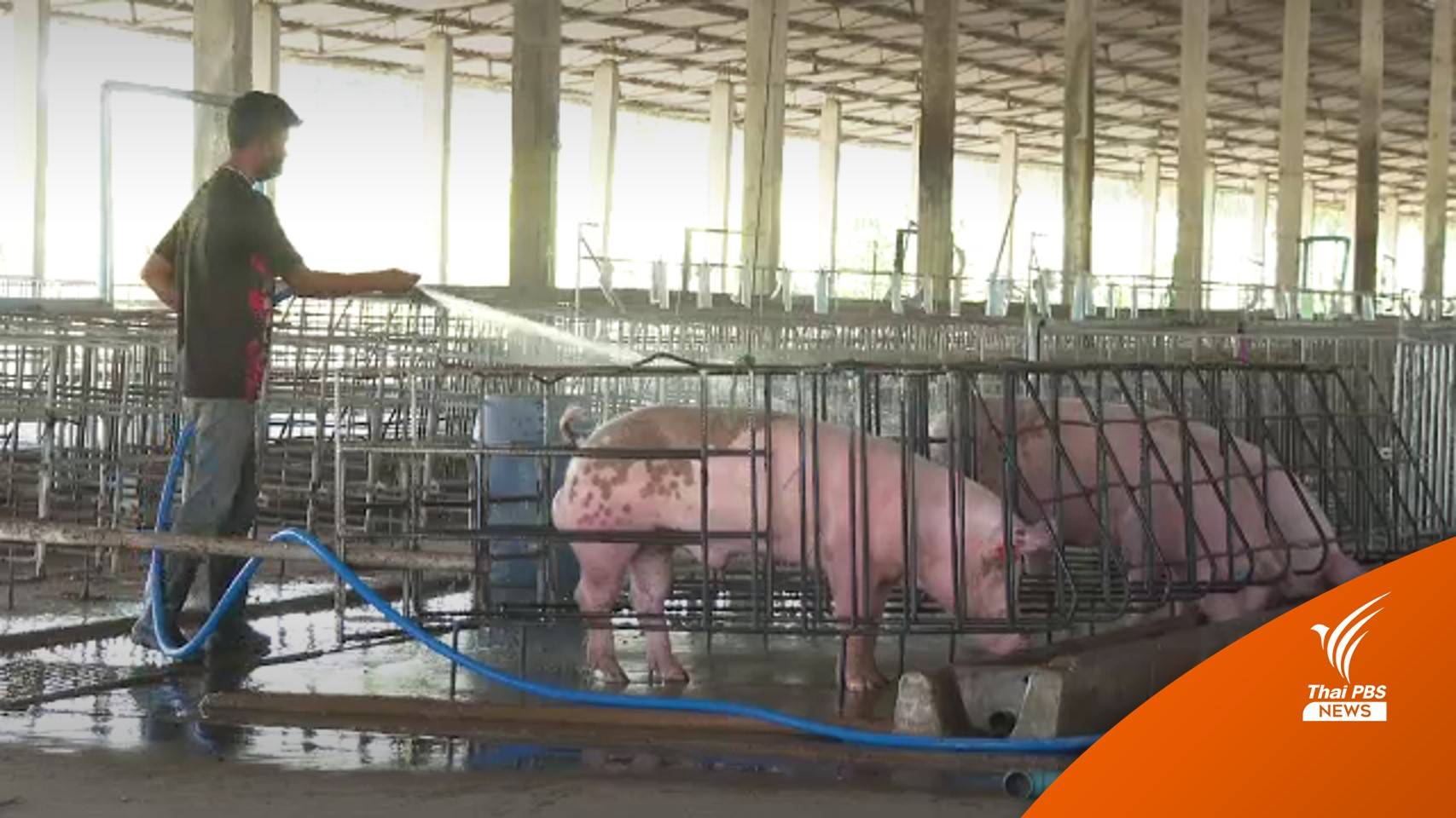 ไม่เเจ้ง จนท.ระบายหมูขาย ต้นเหตุเชื้อกระจาย