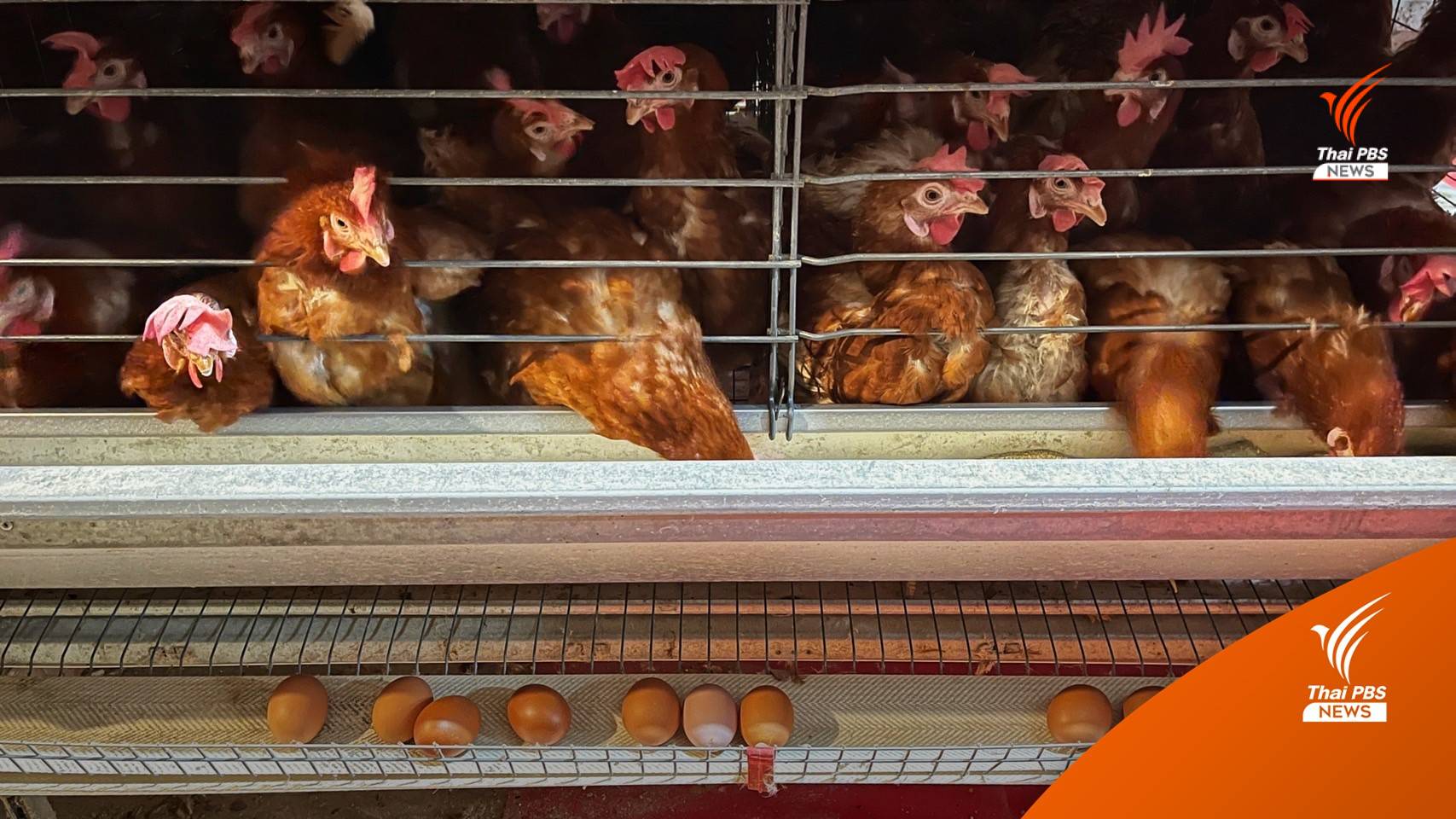 เช็กราคาสินค้าปี'65 วัตถุดิบในครัวอะไรแพงขึ้น?