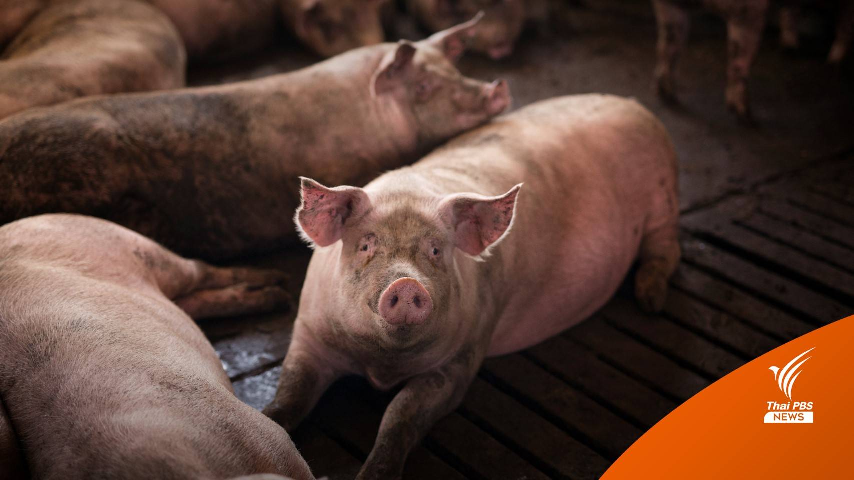 ครม.ไฟเขียว 574 ล้าน ชดเชยโรค ASF ทำลายหมูแล้ว 1.5 แสนตัว