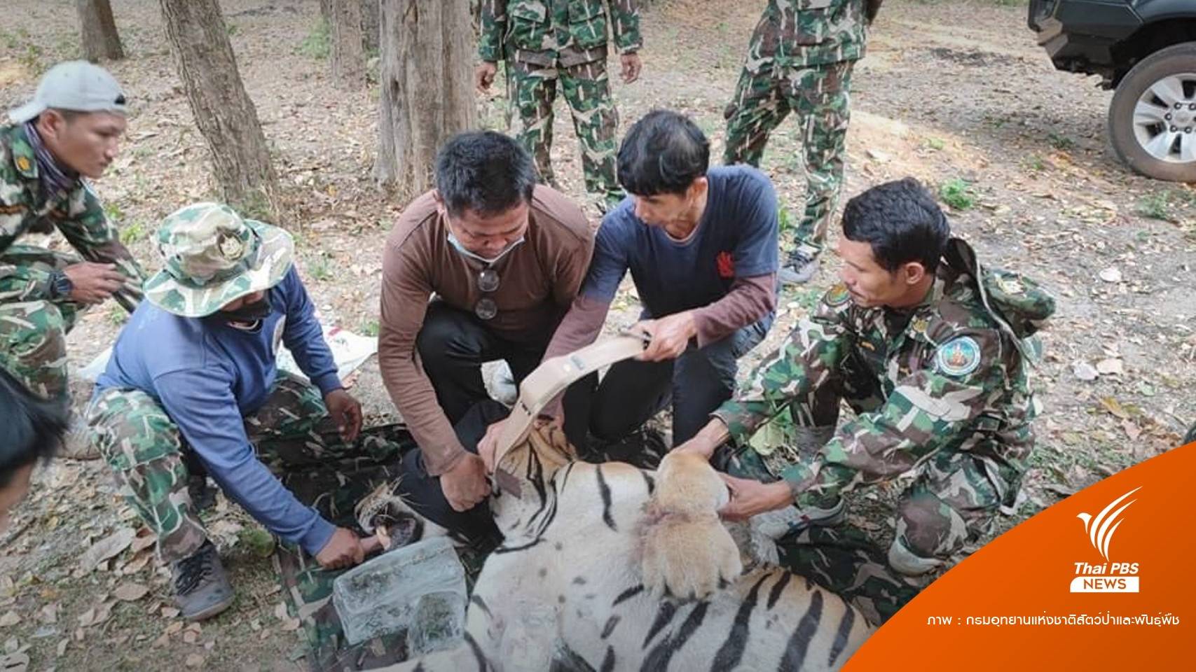 จับแล้ว! "เสือโคร่งห้วยขาแข้ง" พบขาบาดเจ็บ-ติดปลอกคอ