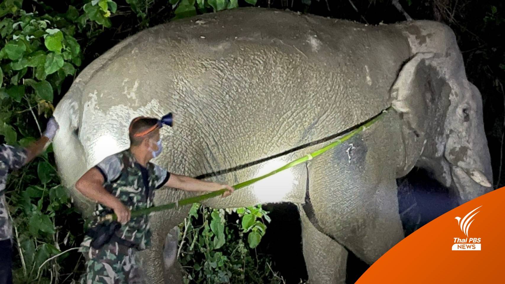 "พลายโค้ก" ช้างป่าต่อสู้บาดเจ็บ อาการดีขึ้น-เดินกลับป่าแล้ว
