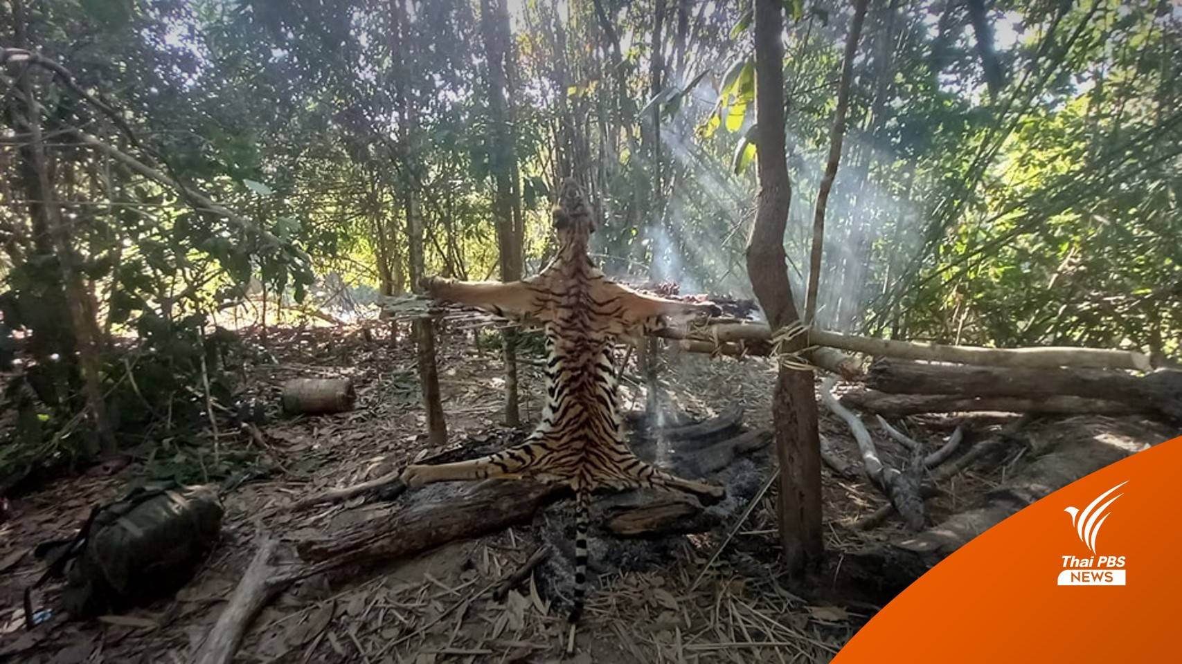 รวบรายที่ 5 ร่วมฆ่า "เสือโคร่ง" อุทยานฯ ชี้พฤติการณ์พรานอาชีพ