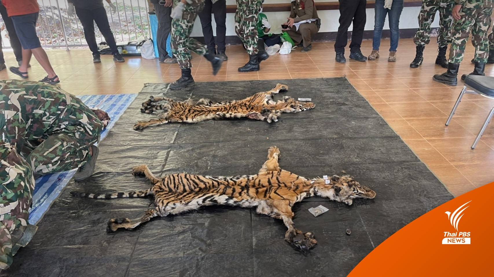 ตั้งข้อหา 5 คน ล่า "เสือโคร่ง" ทองผาภูมิ สอบต้นตอใช้ปืน อปพร.