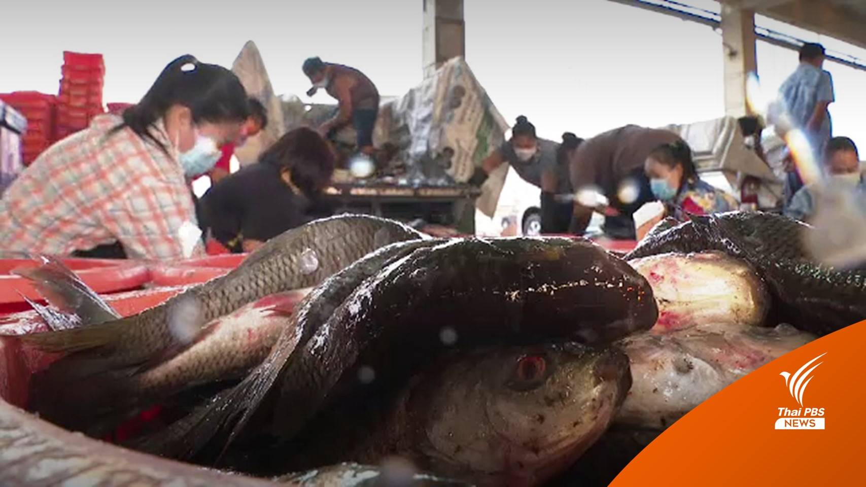 คนหันบริโภค "ปลานิล" ทางเลือกช่วงหมูแพง