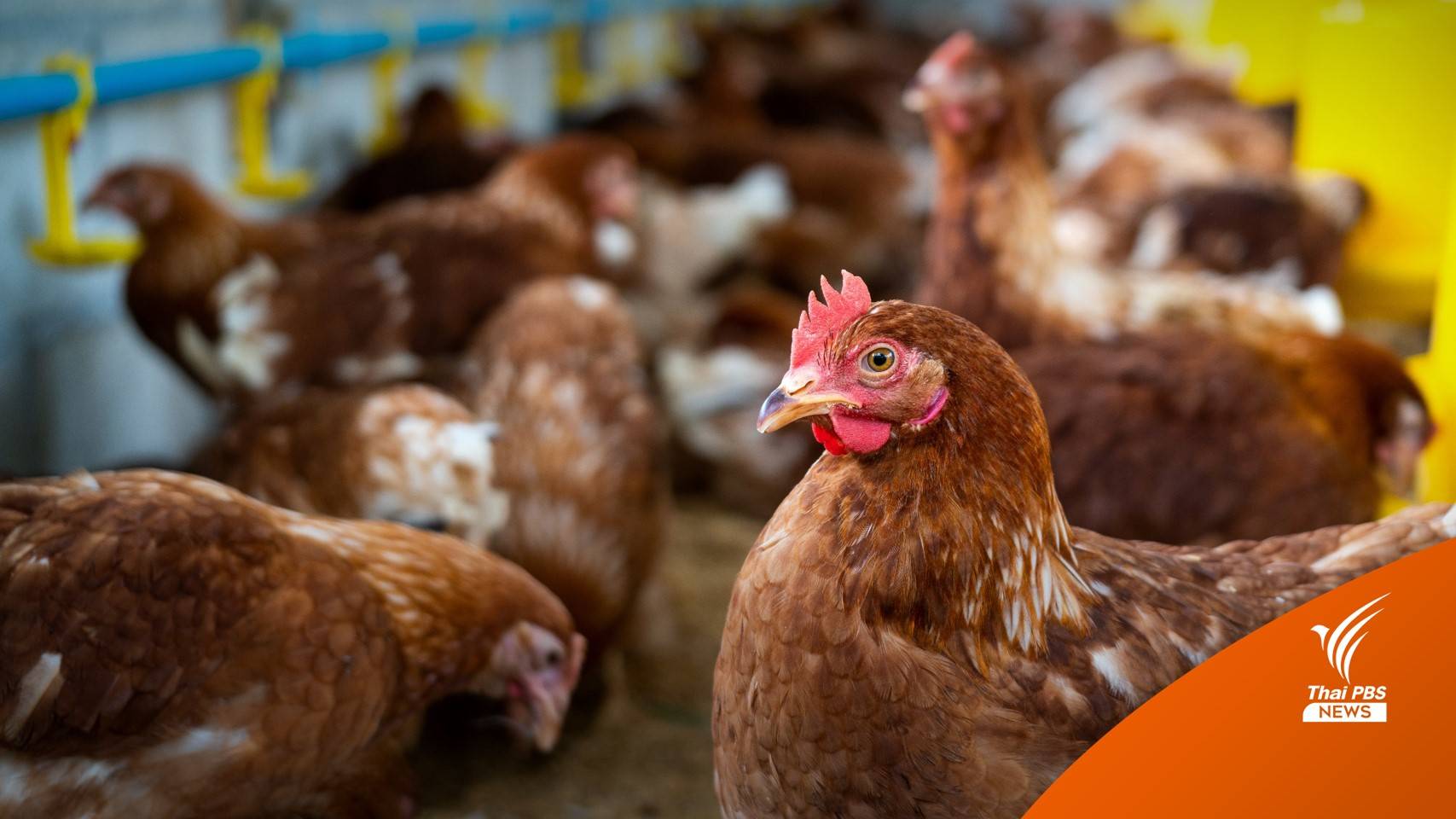 ไทยเฝ้าระวัง "ไข้หวัดนก" หลังจีนพบผู้ติดเชื้อ 5 คน ตายแล้ว 2