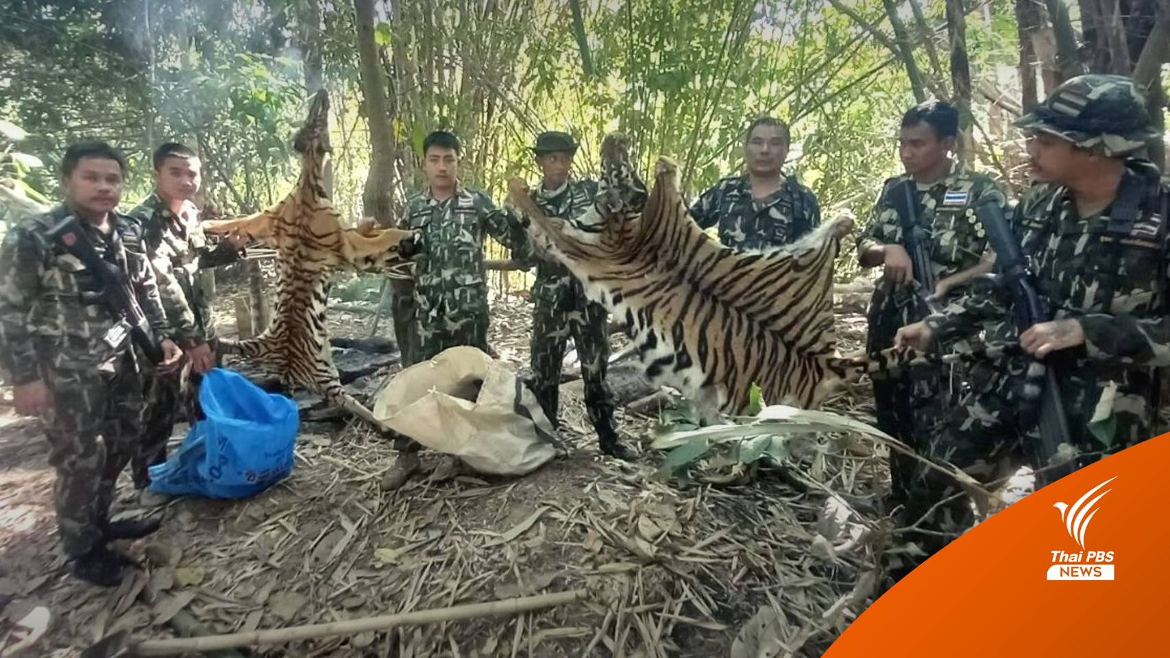 ตร.มั่นใจคดี “ล่าเสือ” เอาผิดได้ ไม่เชื่อฆ่าเพราะกินวัว-โยงค้าสัตว์ป่า