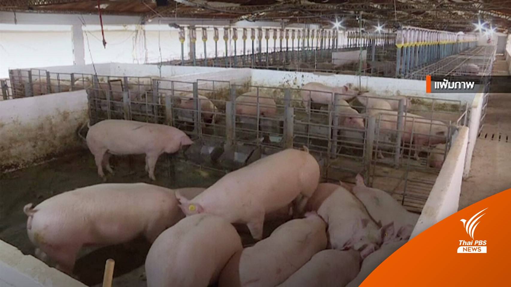 ฟิลิปปินส์เร่งขยายพันธุ์ "หมู" หลังเผชิญอหิวาต์แอฟริกา