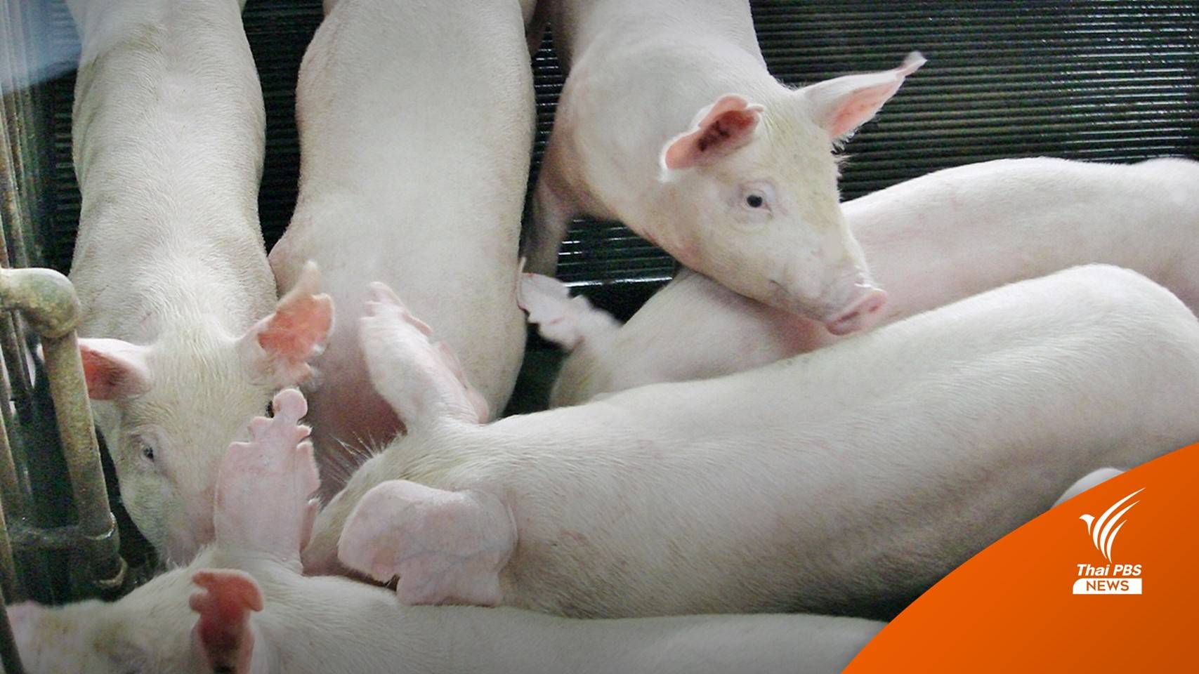 ผู้เลี้ยงสุกรภาคเหนือชี้ "พ่อค้าคนกลาง" ทุบราคาหมูหน้าฟาร์ม