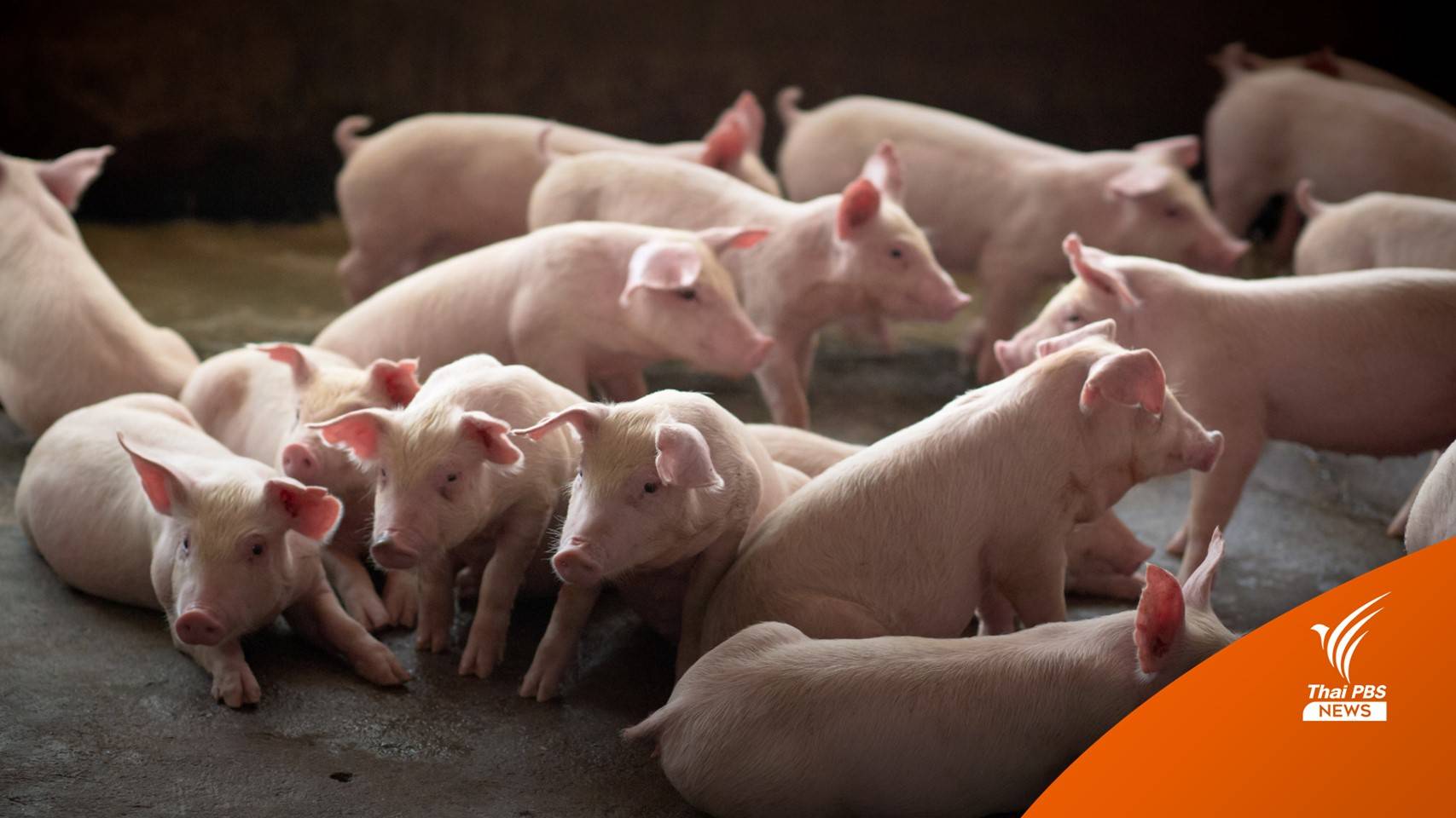 ทำความเข้าใจ "คอนแทรค ฟาร์มมิง" จากปมหมูกิโล 60 บาท